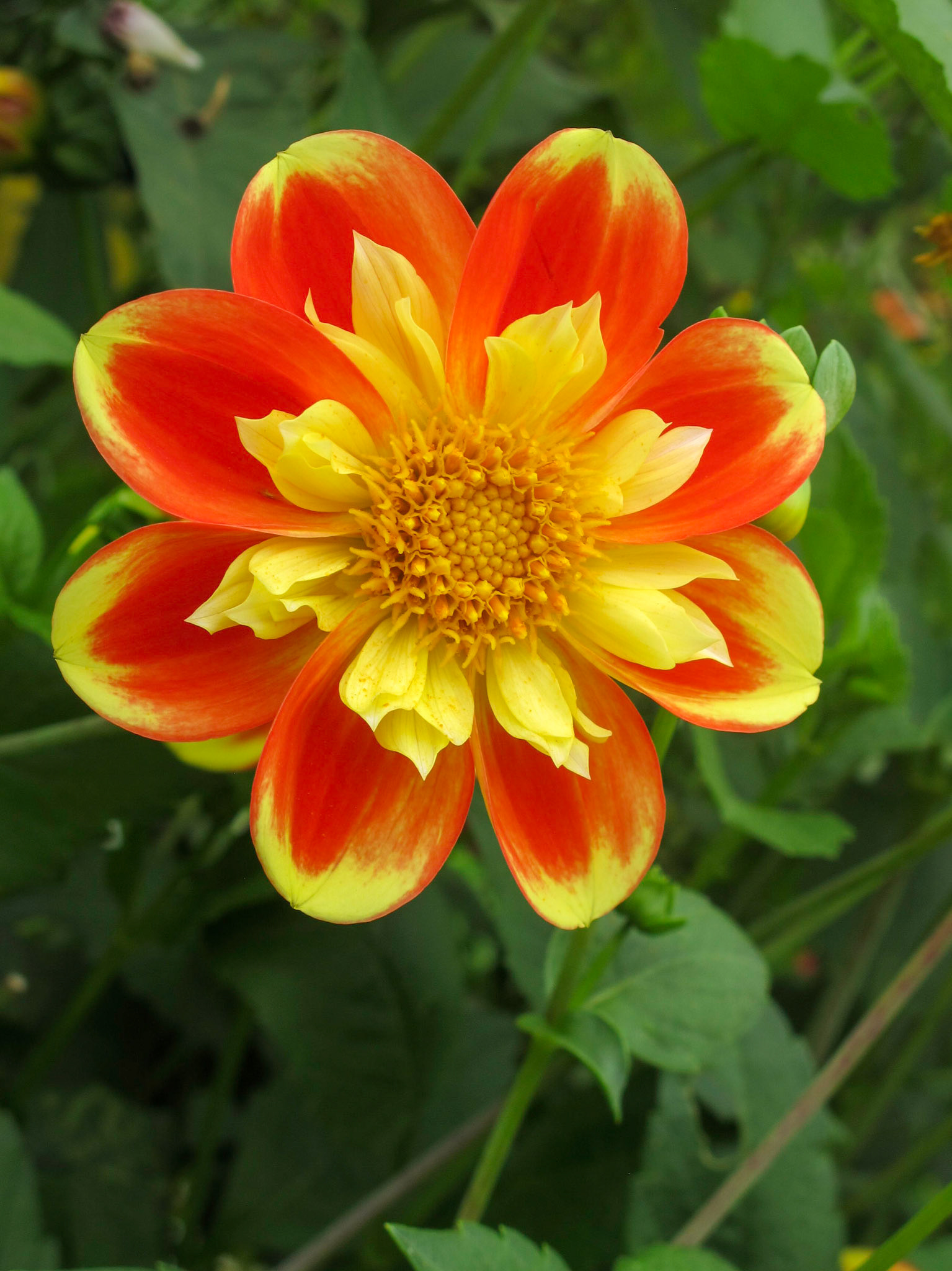 Flowers in Monet's garden.
