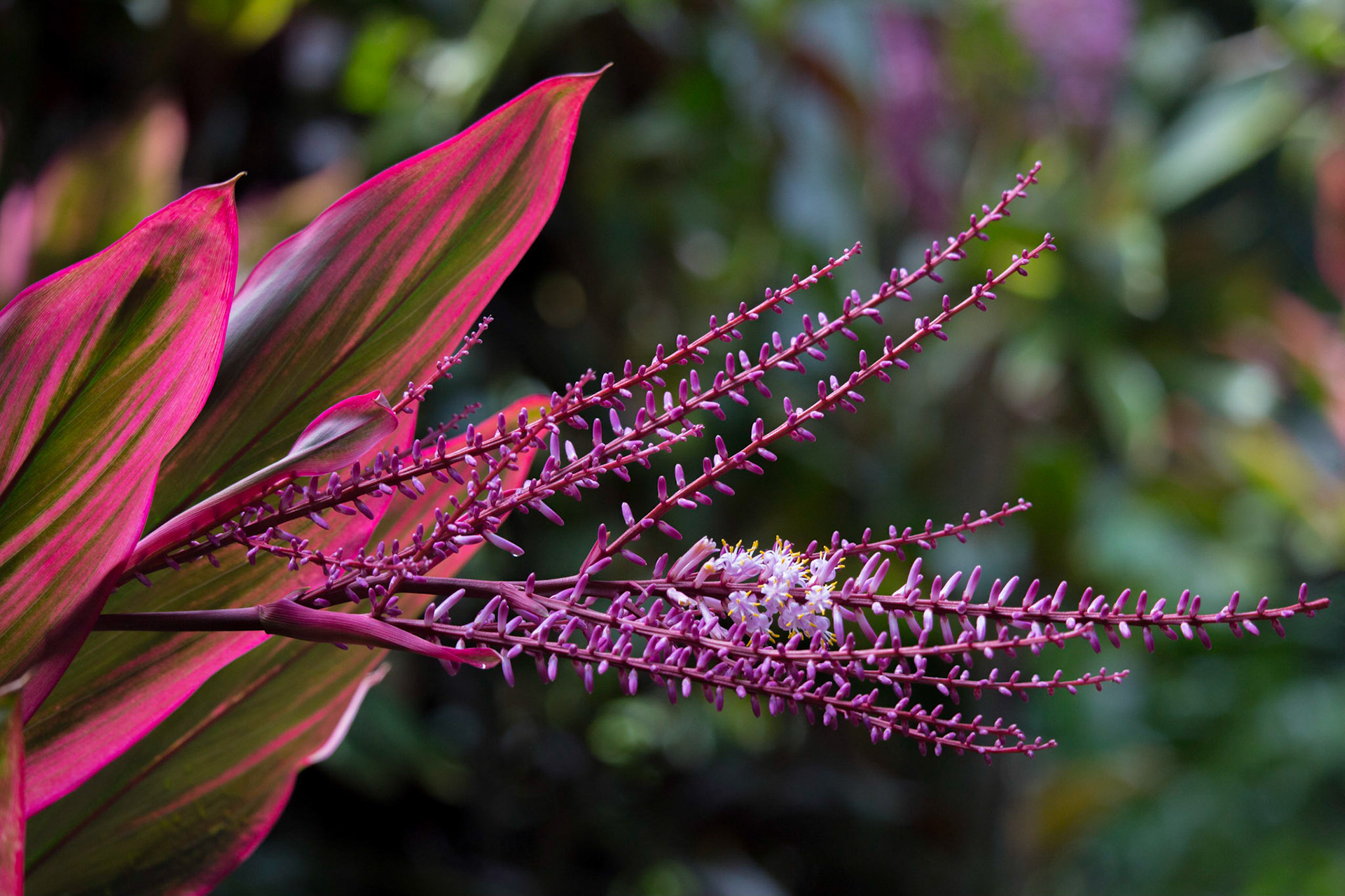 Flowering Ginger at Hawaiian Tropical Botanical Garden, near Hilo, Hawaii.