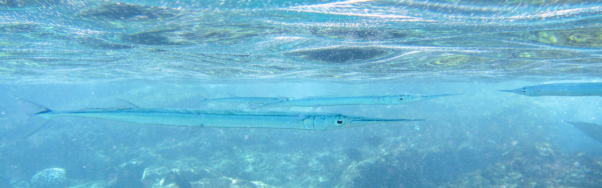 Needlefish while snorkeling at Black Rock, Kaanapali, Maui.