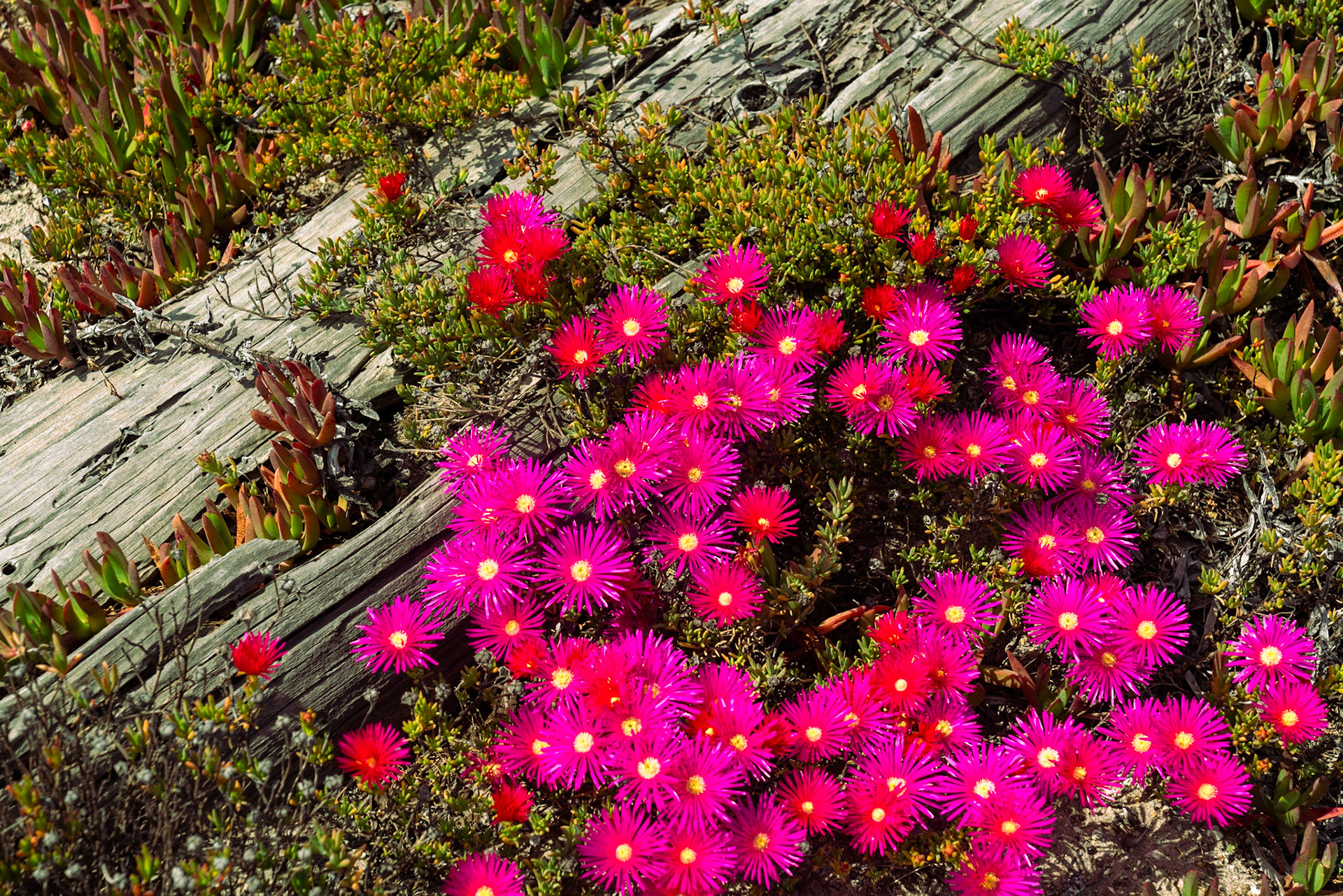 Ice plant flowers.  Asilomar, Pacific Grove, CA.