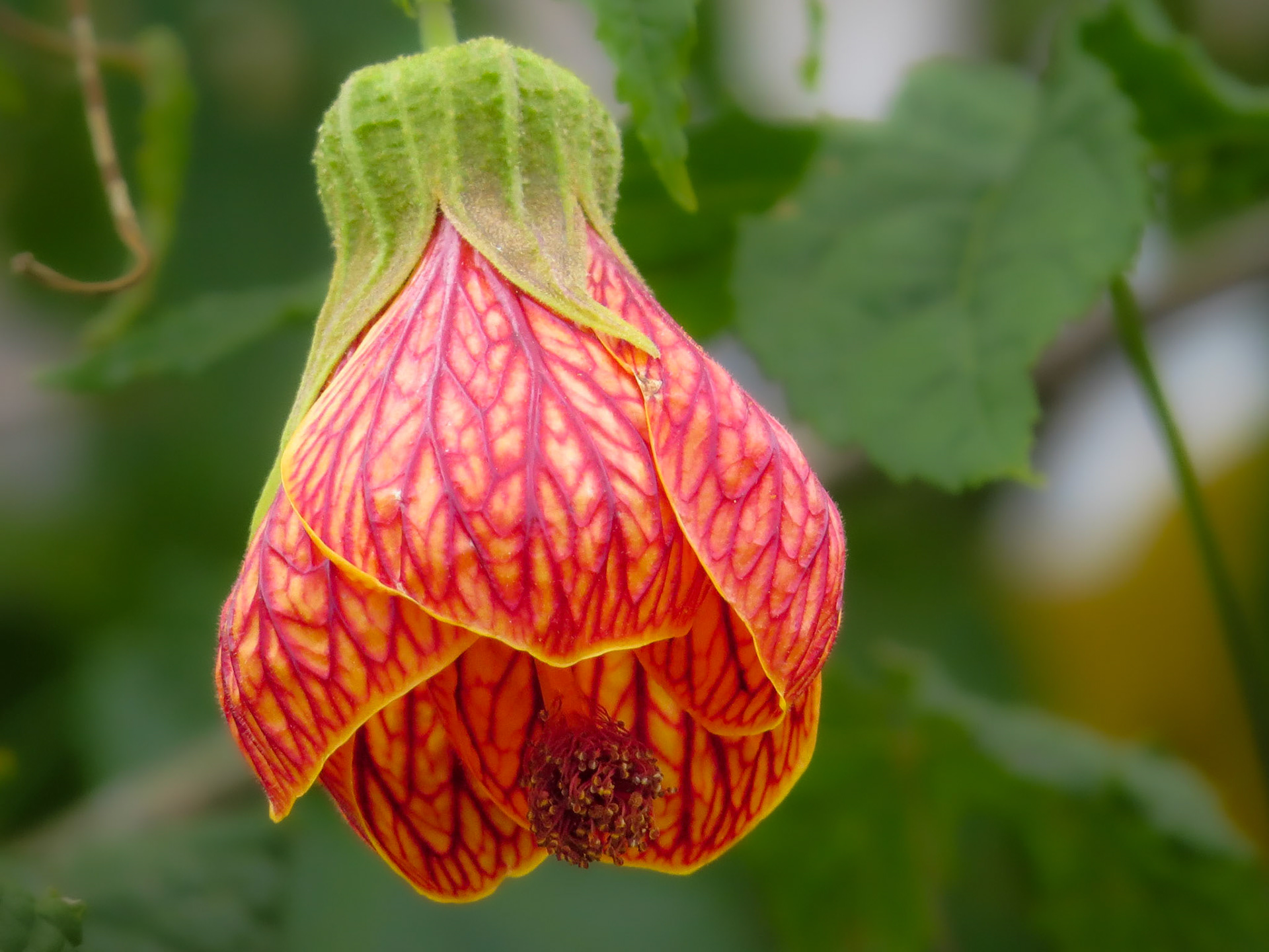 Flower in Maras, Peru.