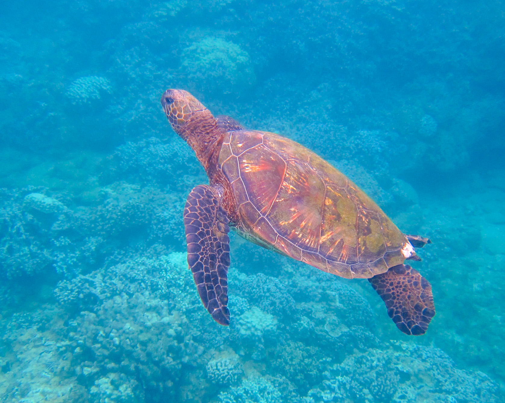 Green Sea Turtle.  Napili Point, Maui.