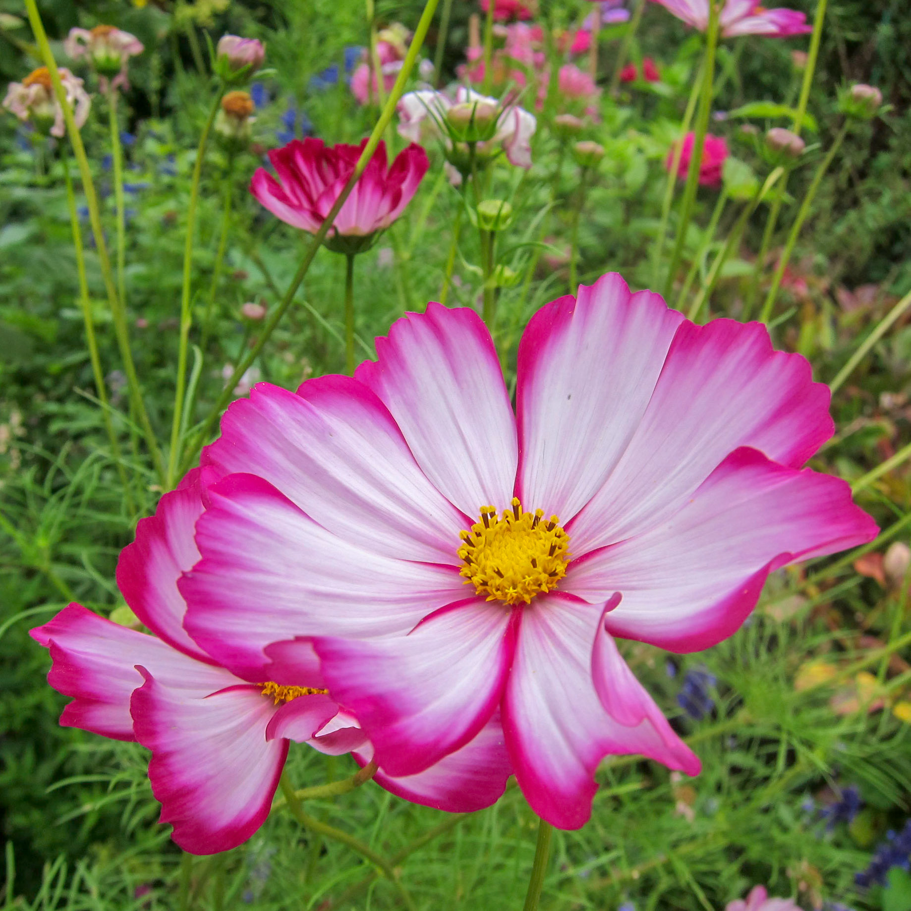 Flowers in Monet's garden.  Giverny, France.