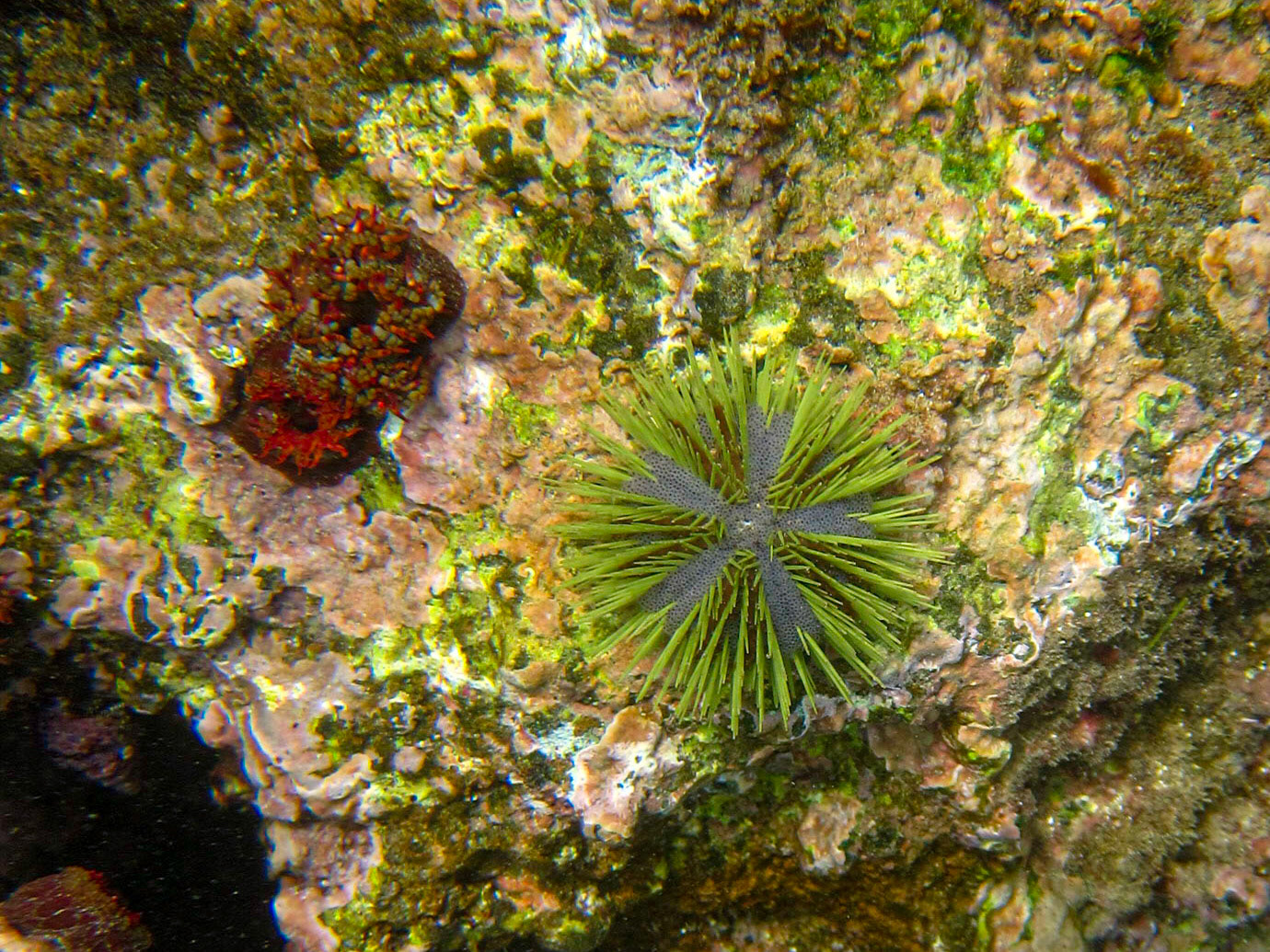 Green sea urchin at Cormorant Point, Floreana, Galapagos.