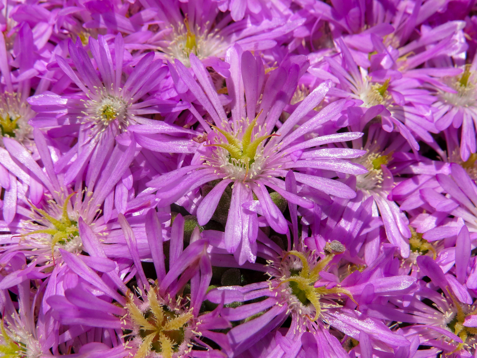 Ice Plant, Pacific Grove.