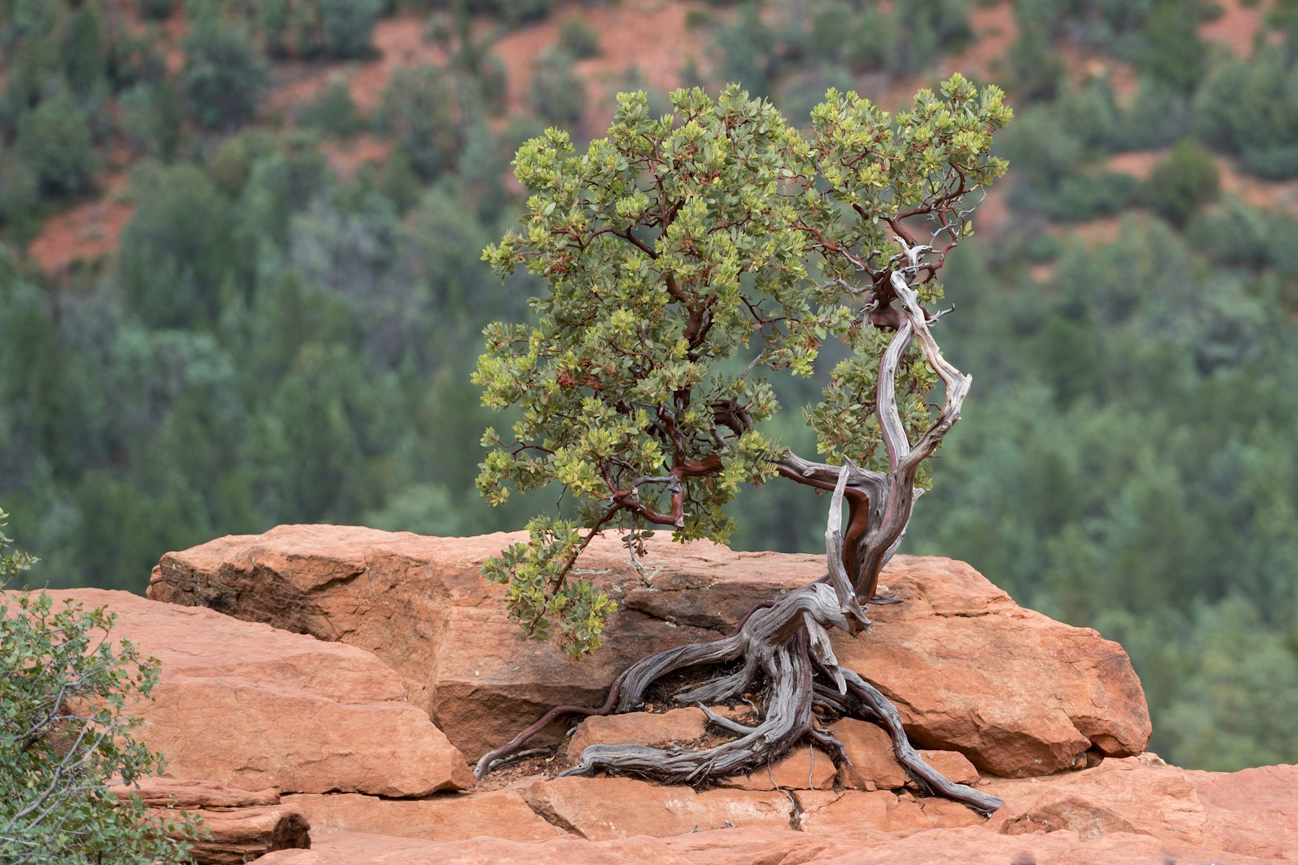 Devil's Bridge Trail, Sedona, AZ.