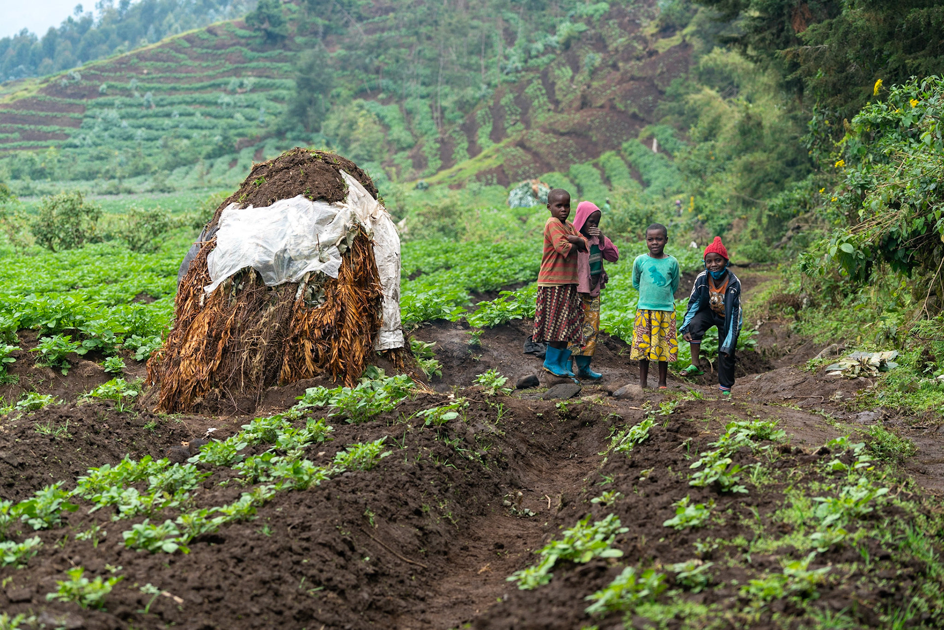 Children guarding the family potato fields from marauding golden monkeys. Volcanoes National Park. Rwanda.