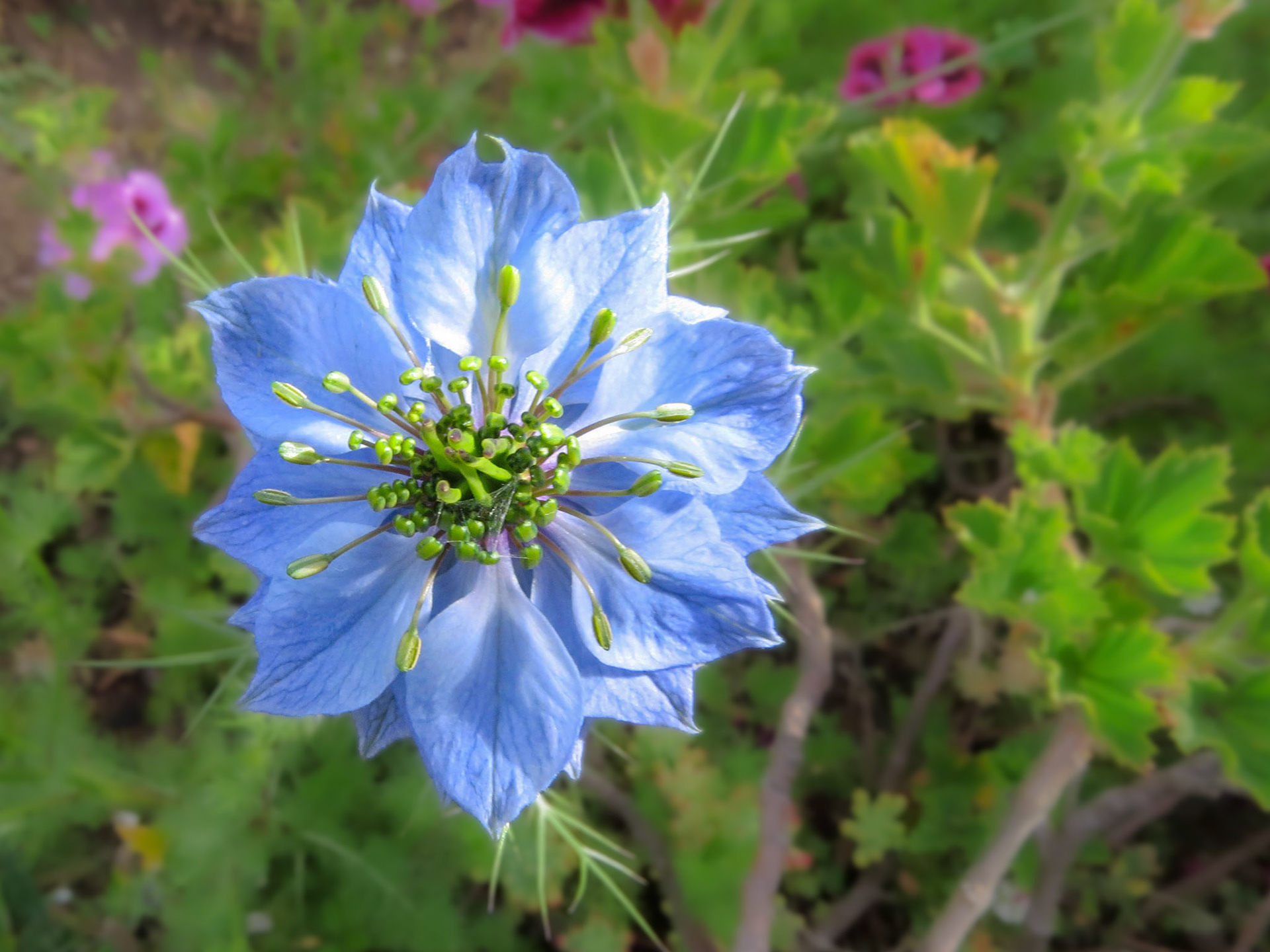 Flower in the spectacular gardens of Sol y Luna Lodge. Urabmba, Peru.