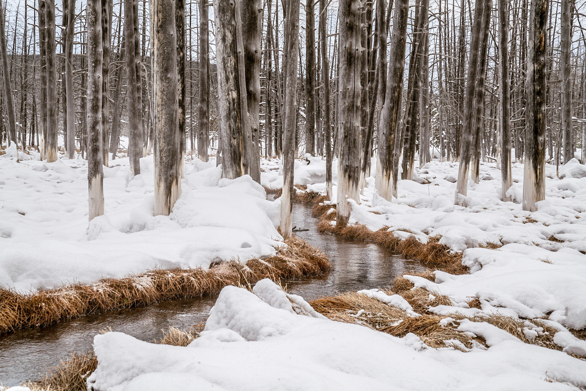 Bobby socks trees.  Yellowstone.