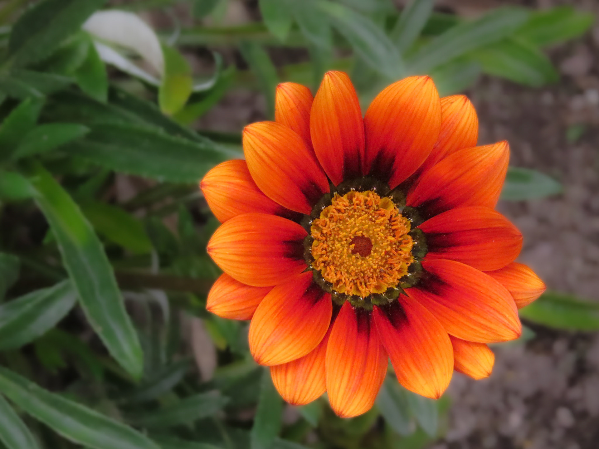 Flower at Aguas Clientes train station.  Machu Picchu, Peru.