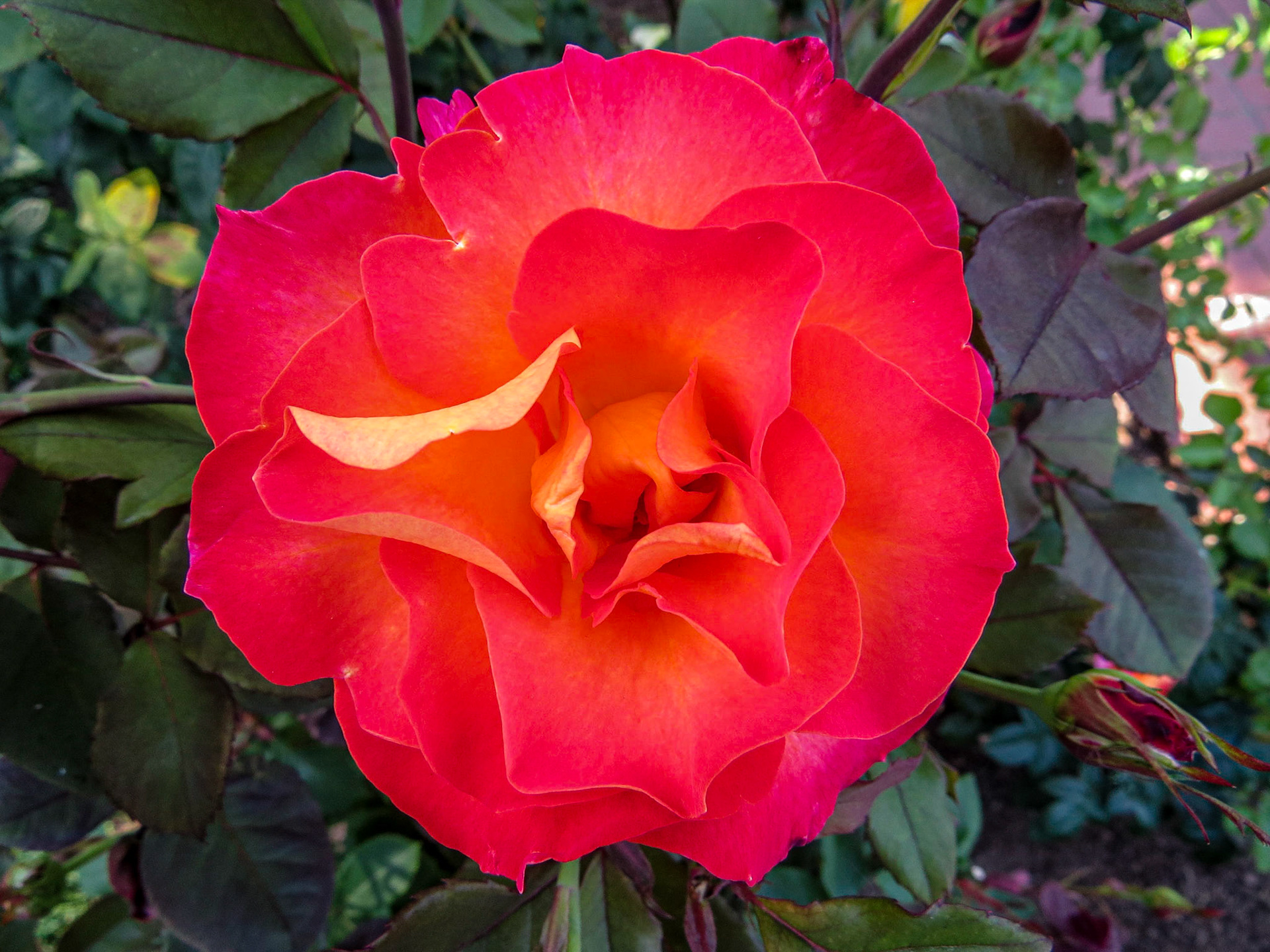 Flower at Internatonal Rose Test Garden.  Portland, OR.
