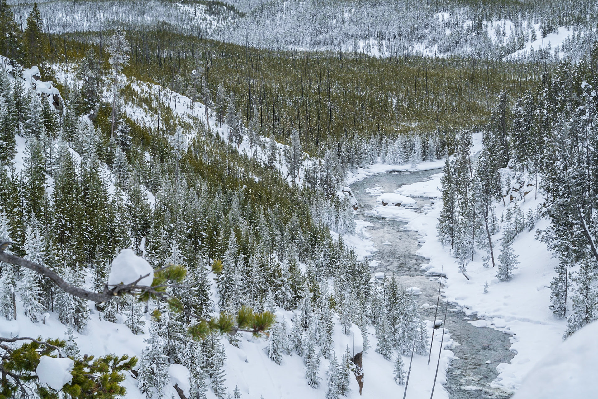 Gibbons Falls area.  Yellowstone.