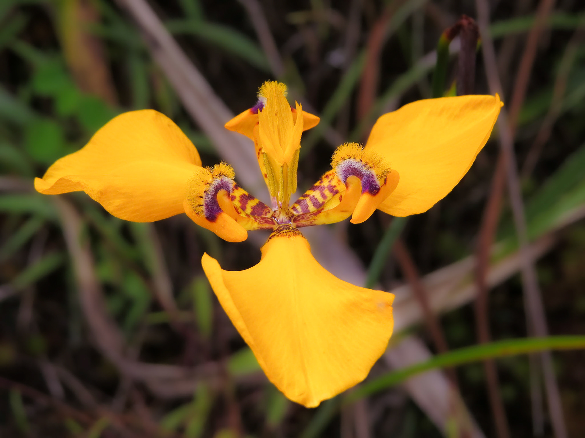 Orchid on trail to the Sun Gate.  Machu Picchu, Peru.