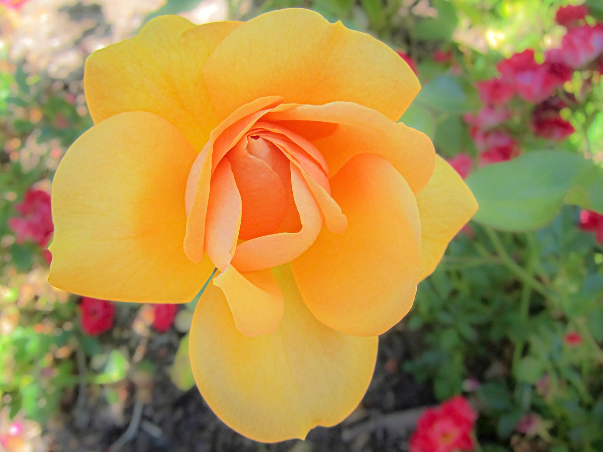 Flower at Internatonal Rose Test Garden.  Portland, OR.