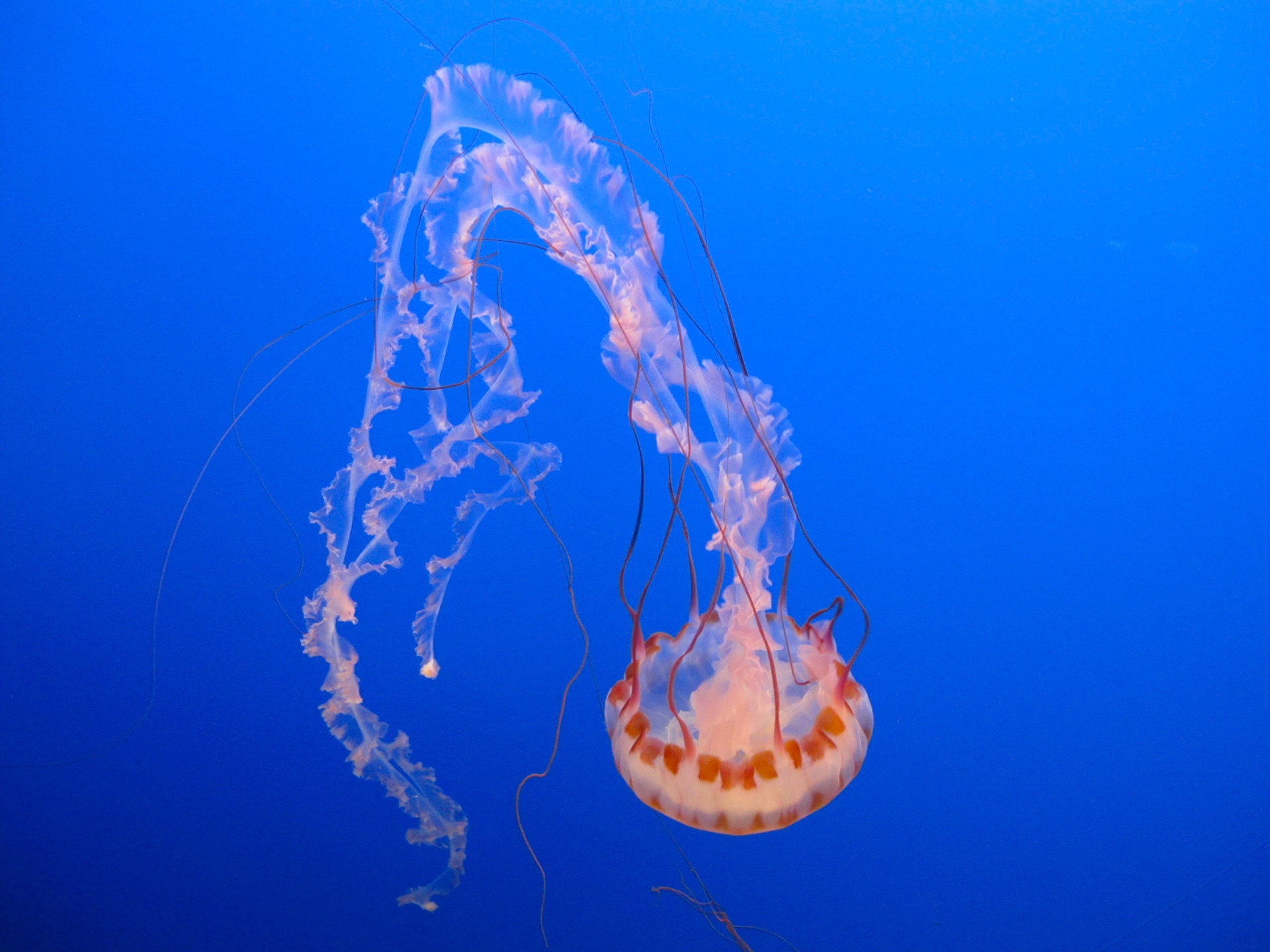 Purple Striped Jelly.  Monterey Bay Aqurium.