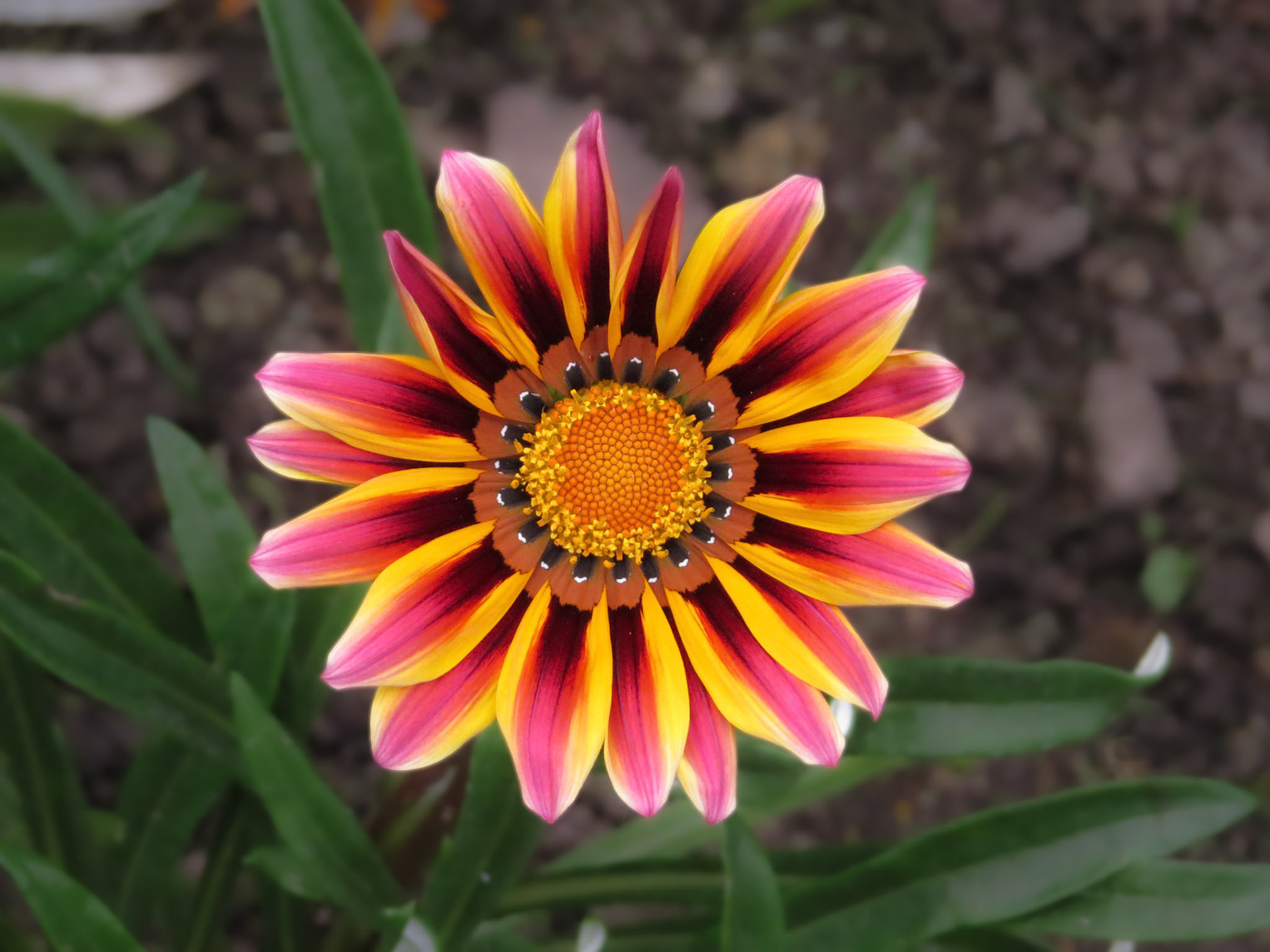 Flower at Aguas Clientes train station.  Machu Picchu, Peru.