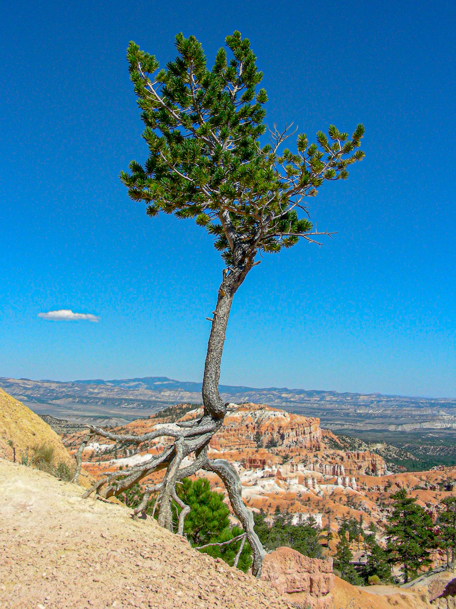 The tenacity of life.  Bryce Canyon.