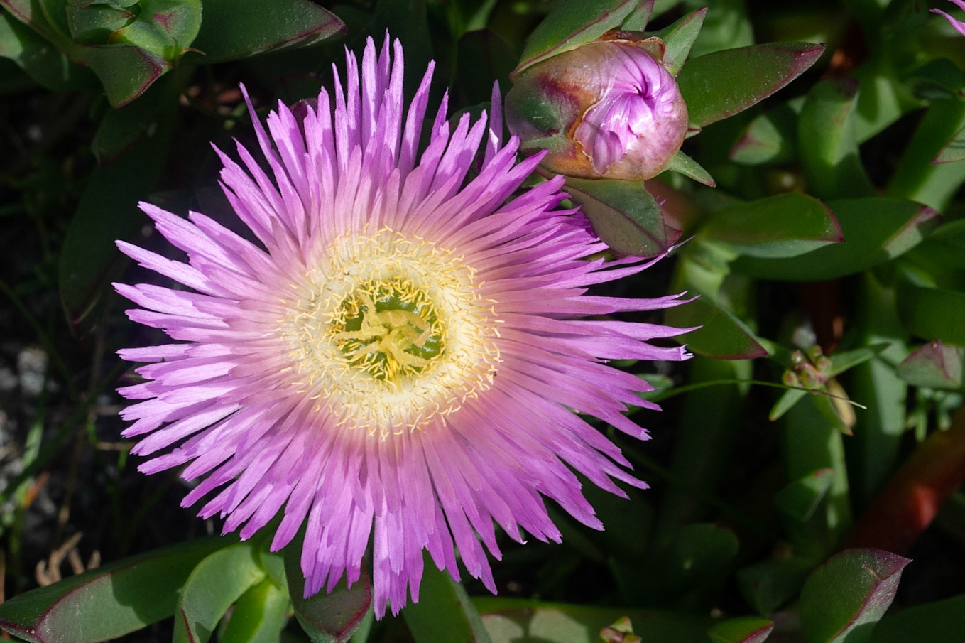Ice plant flowers.  Asilomar, Pacific Grove, CA.