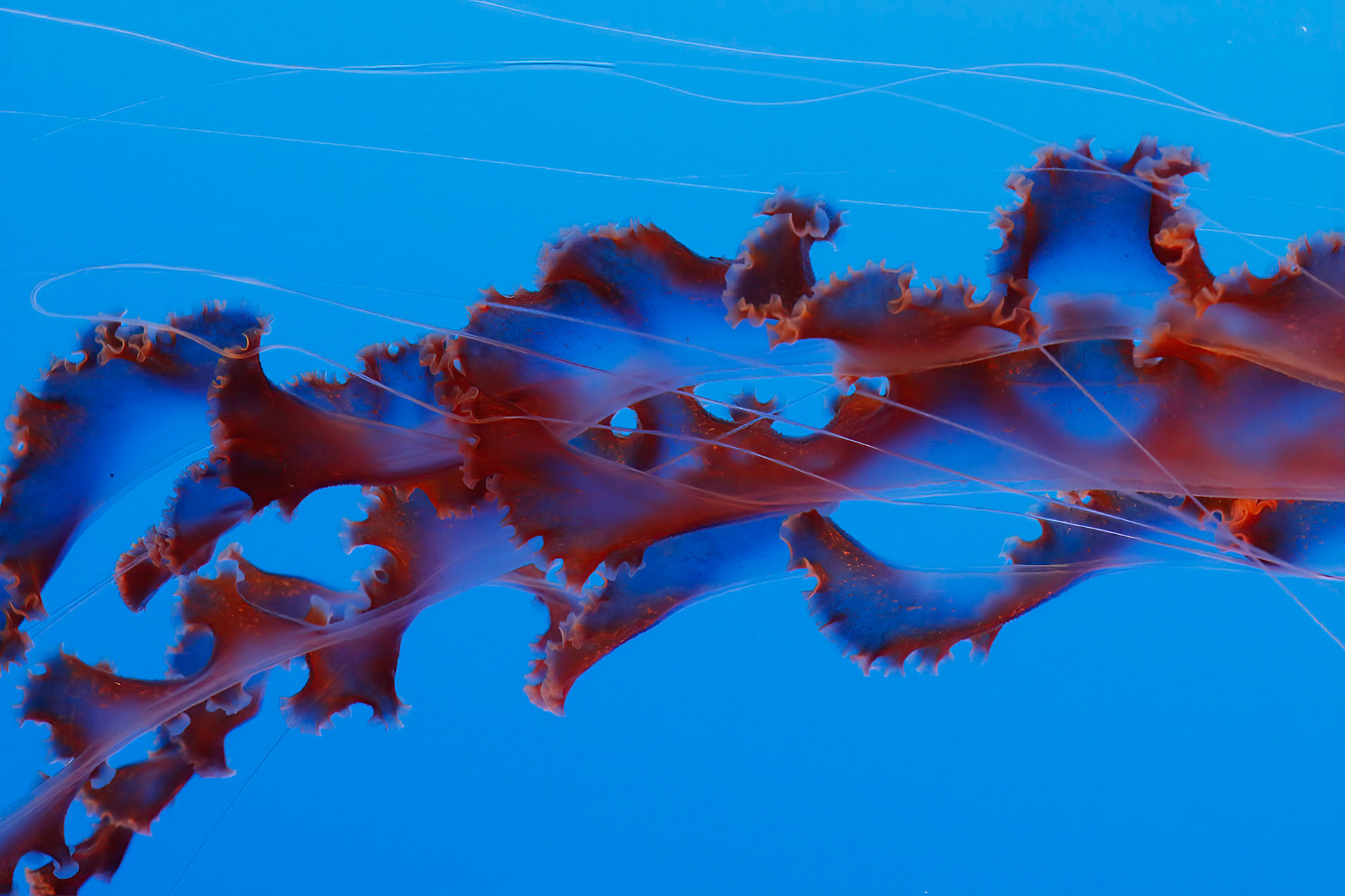 Sea nettle tenticle.  Monterey Bay Aquarium.