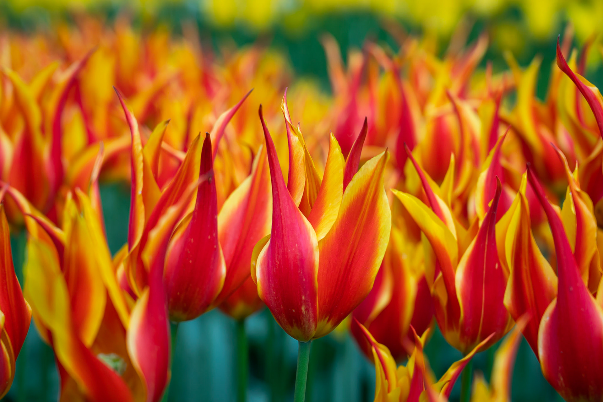 Floral flames.  Keukenhof Gardens, Netherlands.