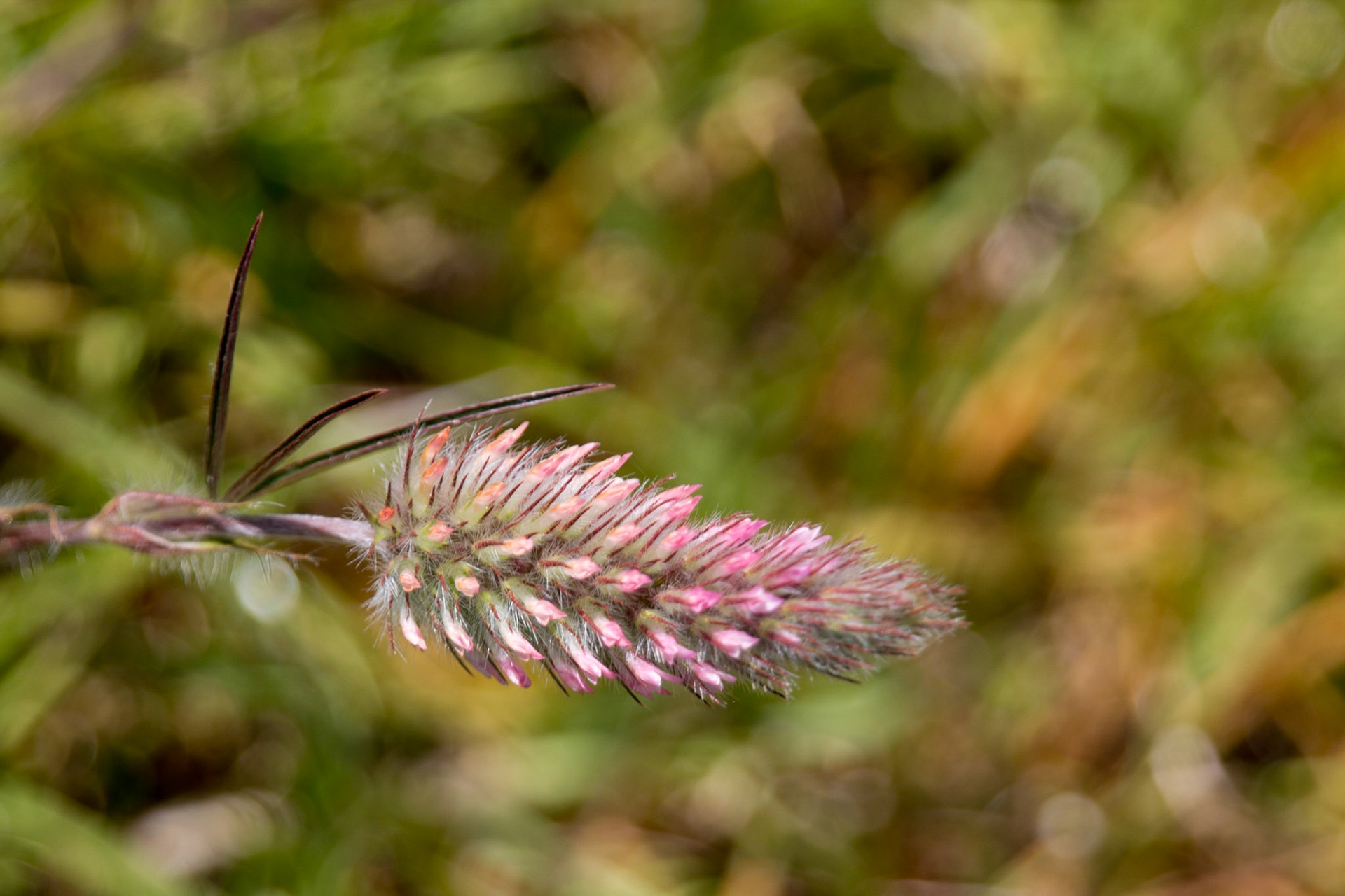 Type of clover? Andrew Molera State Park, Big Sur.