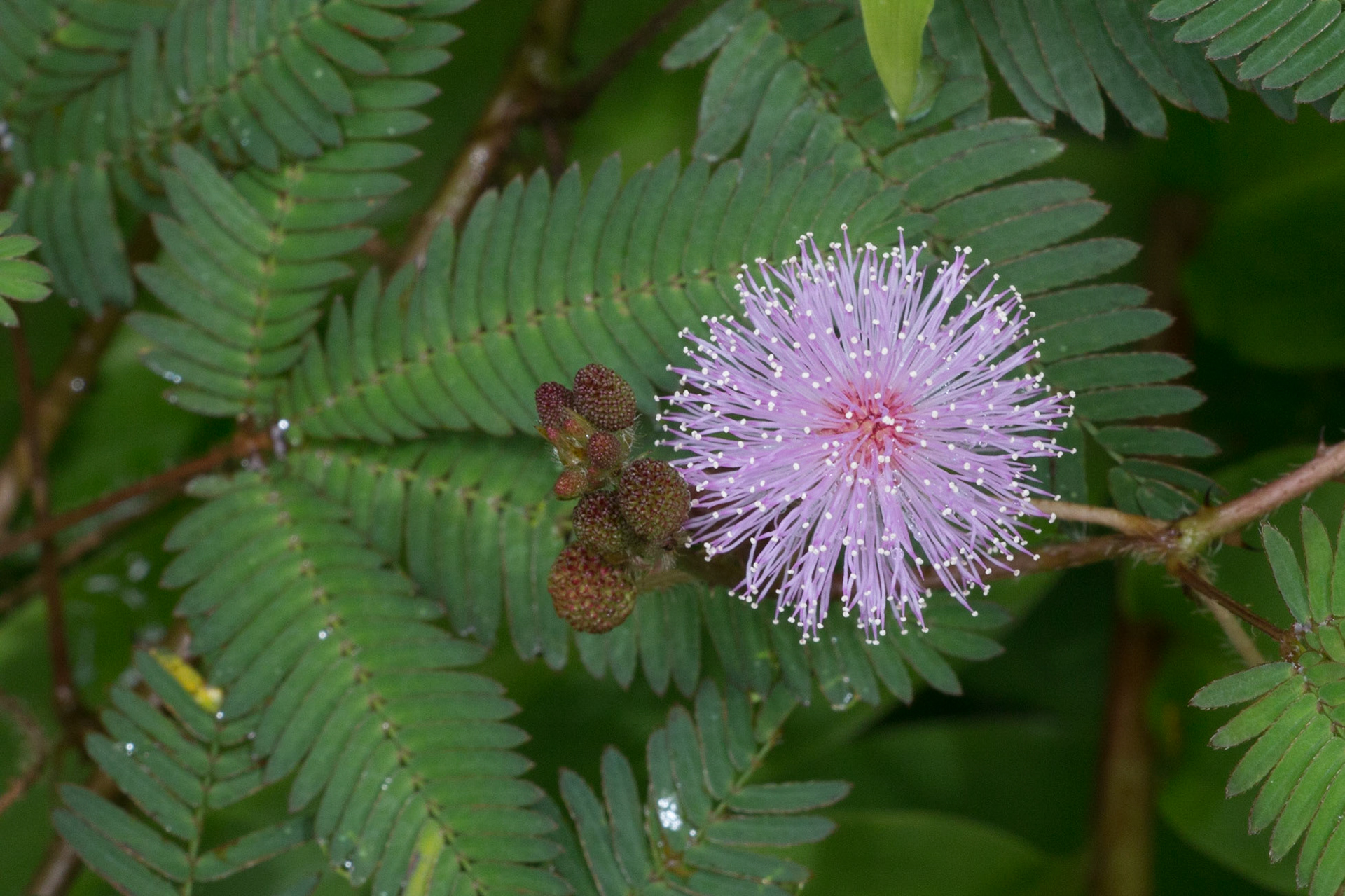 Mimosa Pudica flower near Onomea Bay, near Hilo, Hawaii.