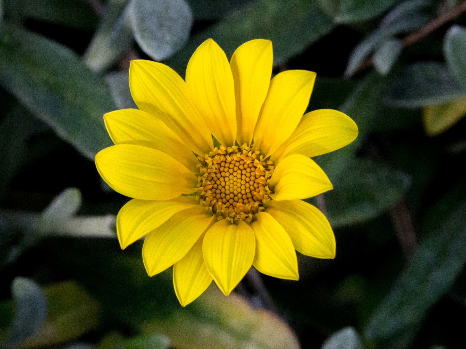 One in our own garden.  Pebble B each, CA.