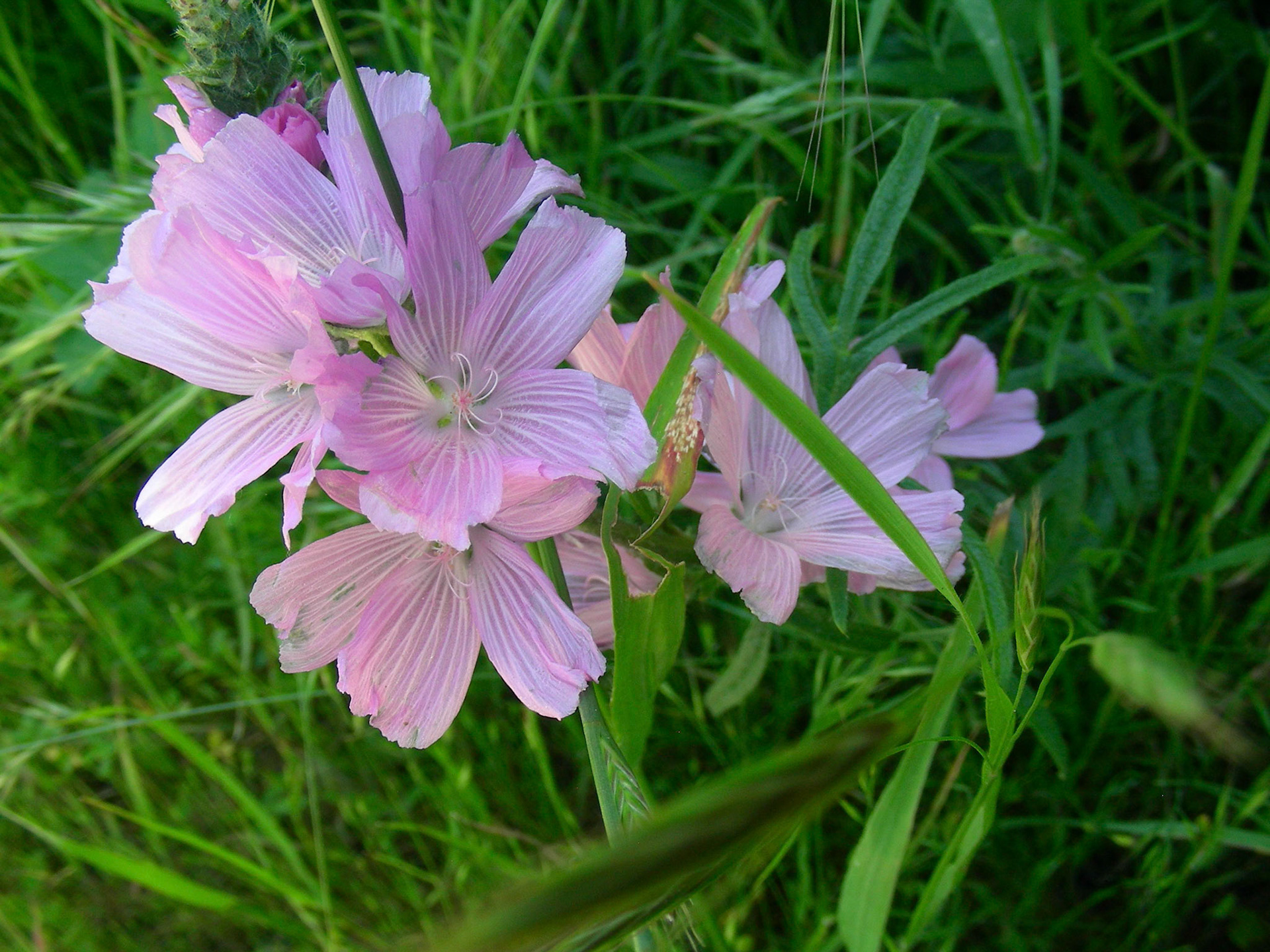 Checker Bloom. East Fort Ord, Monterey.