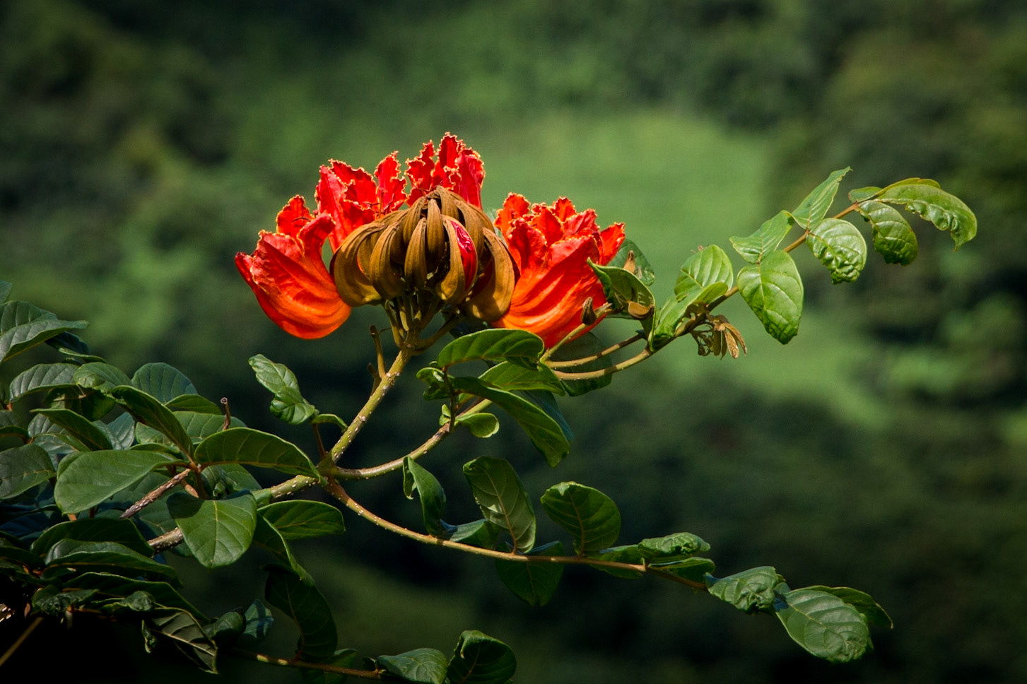 African Tulip tree on the road to Hana, Maui.