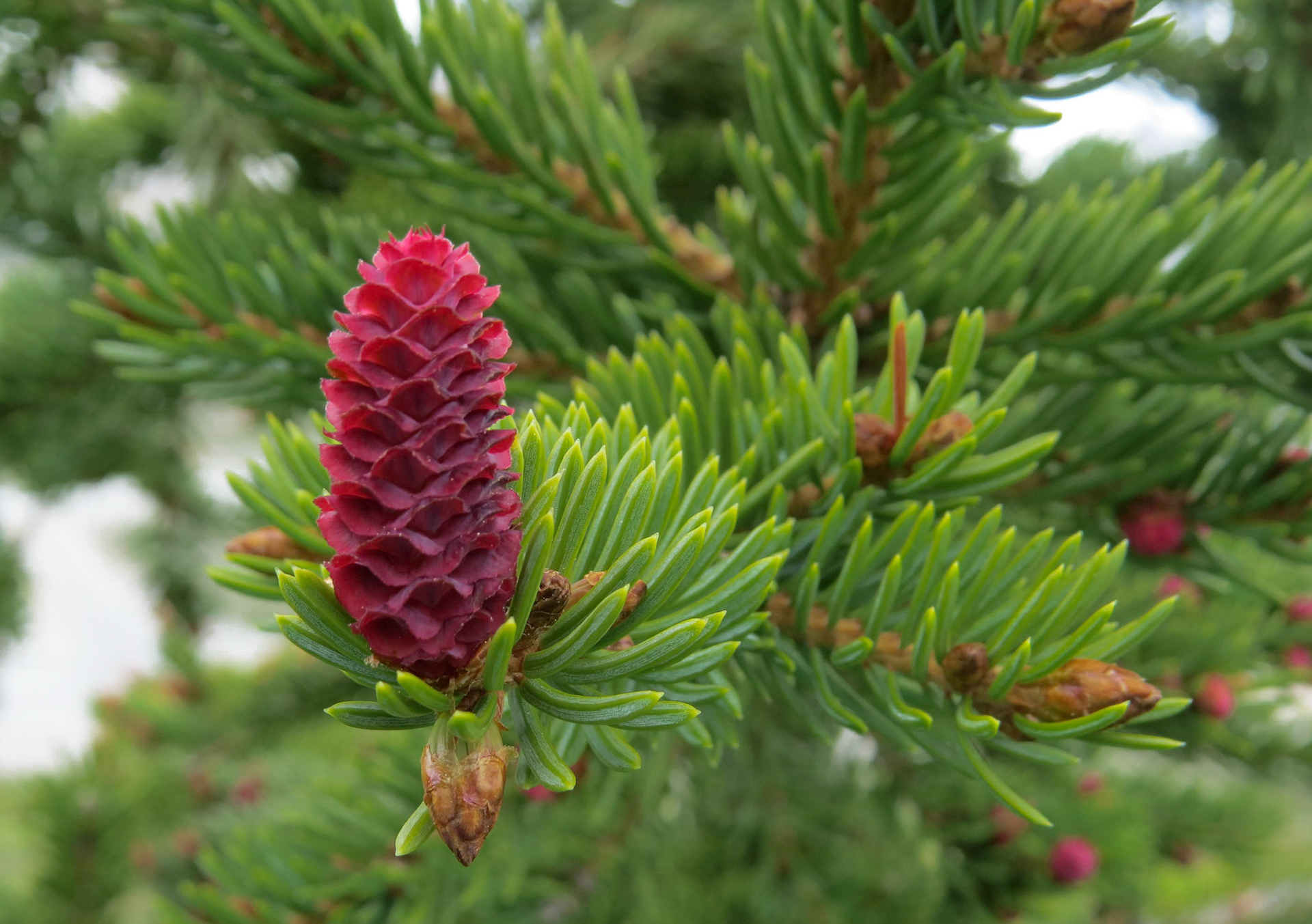 Engelmann Spruce cone at Athabasca Glacier, Canada.