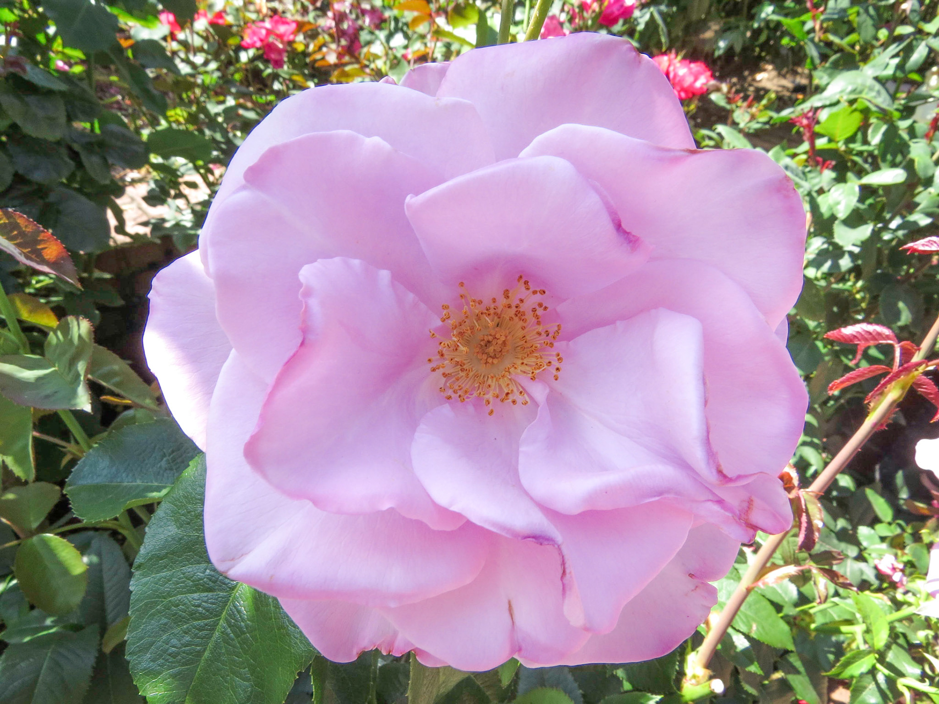 Flower at Internatonal Rose Test Garden.  Portland, OR.