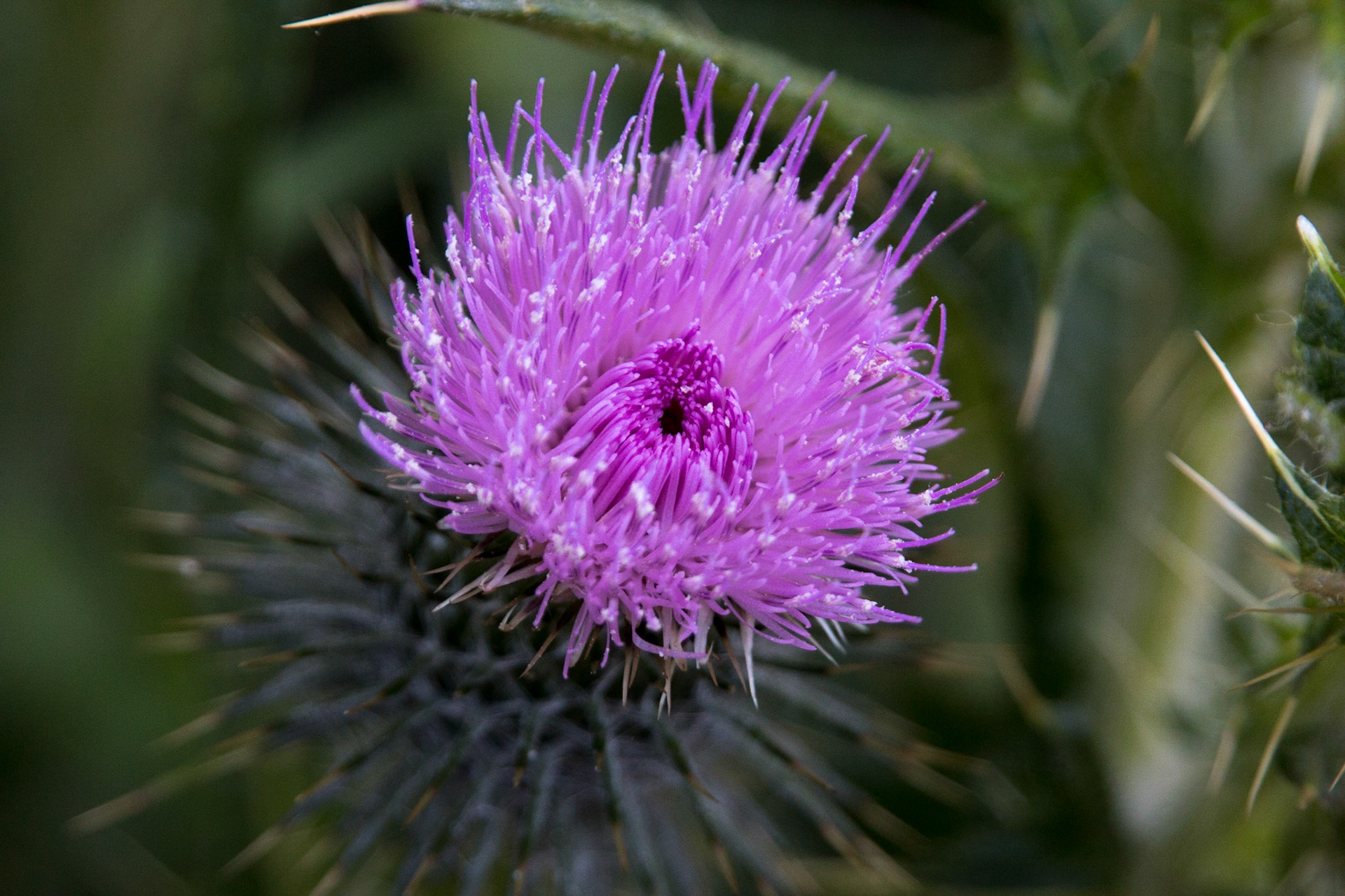 Thistle in Andrew Molera State Park, Big Sur.