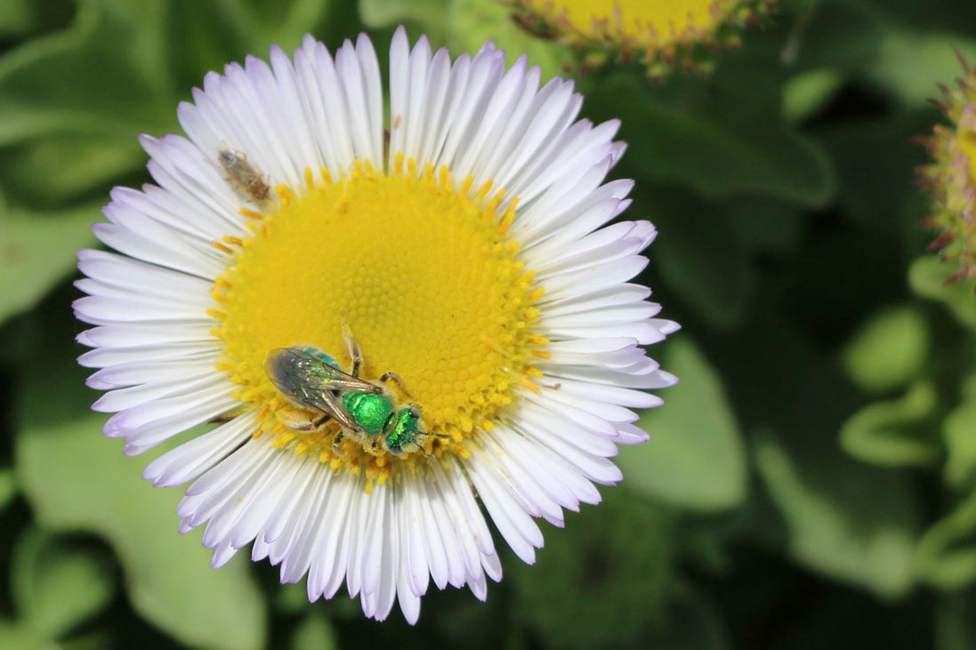 Seaside Daisy with insect.  Pebble Beach.