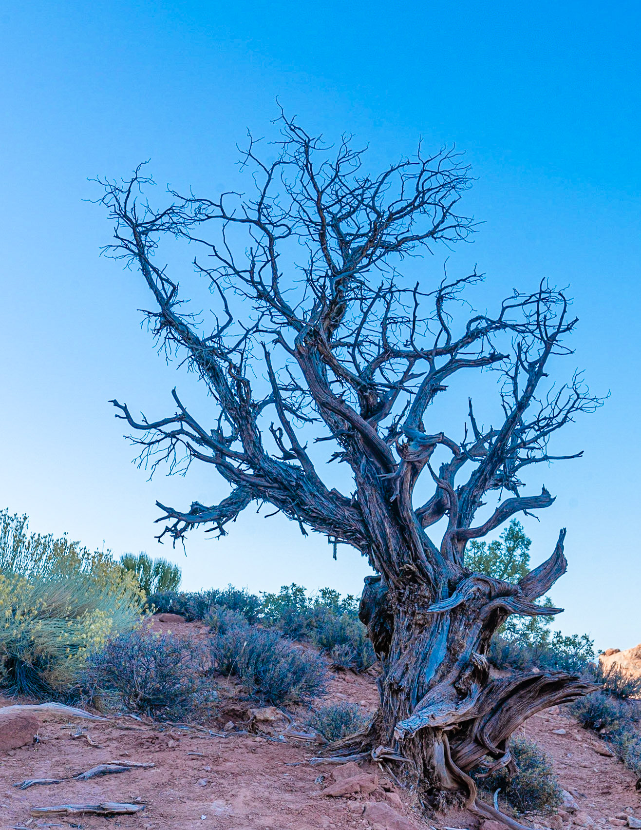 Twisted dead tree.  Arches National Park, Utah.