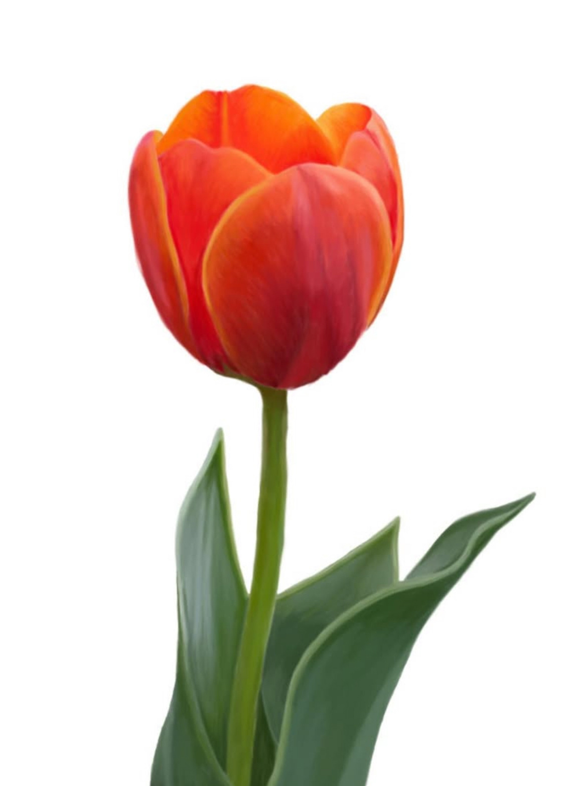 Realistic tulip drawing Wacom tablet drawing