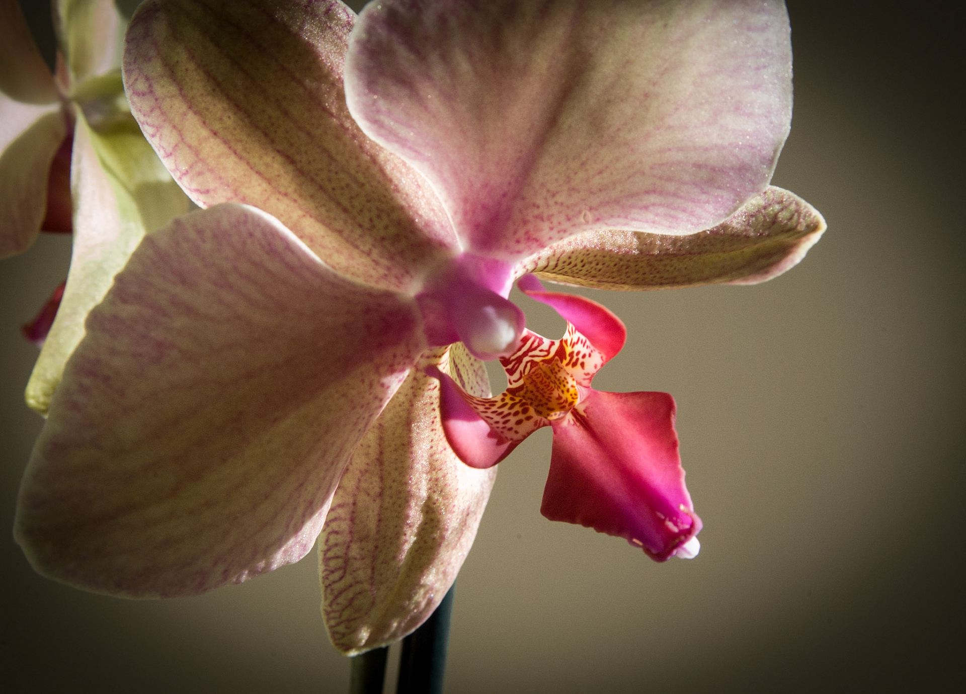 Orchid