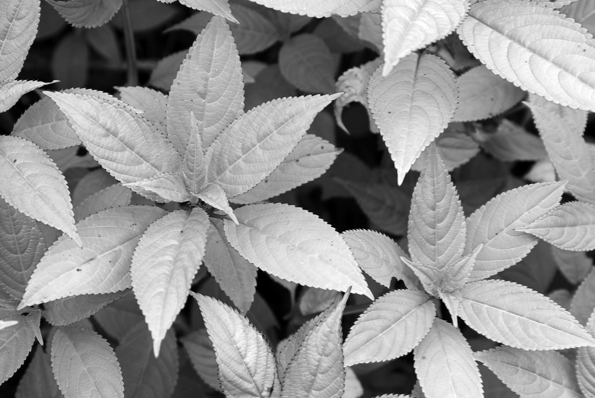 Maine Foliage