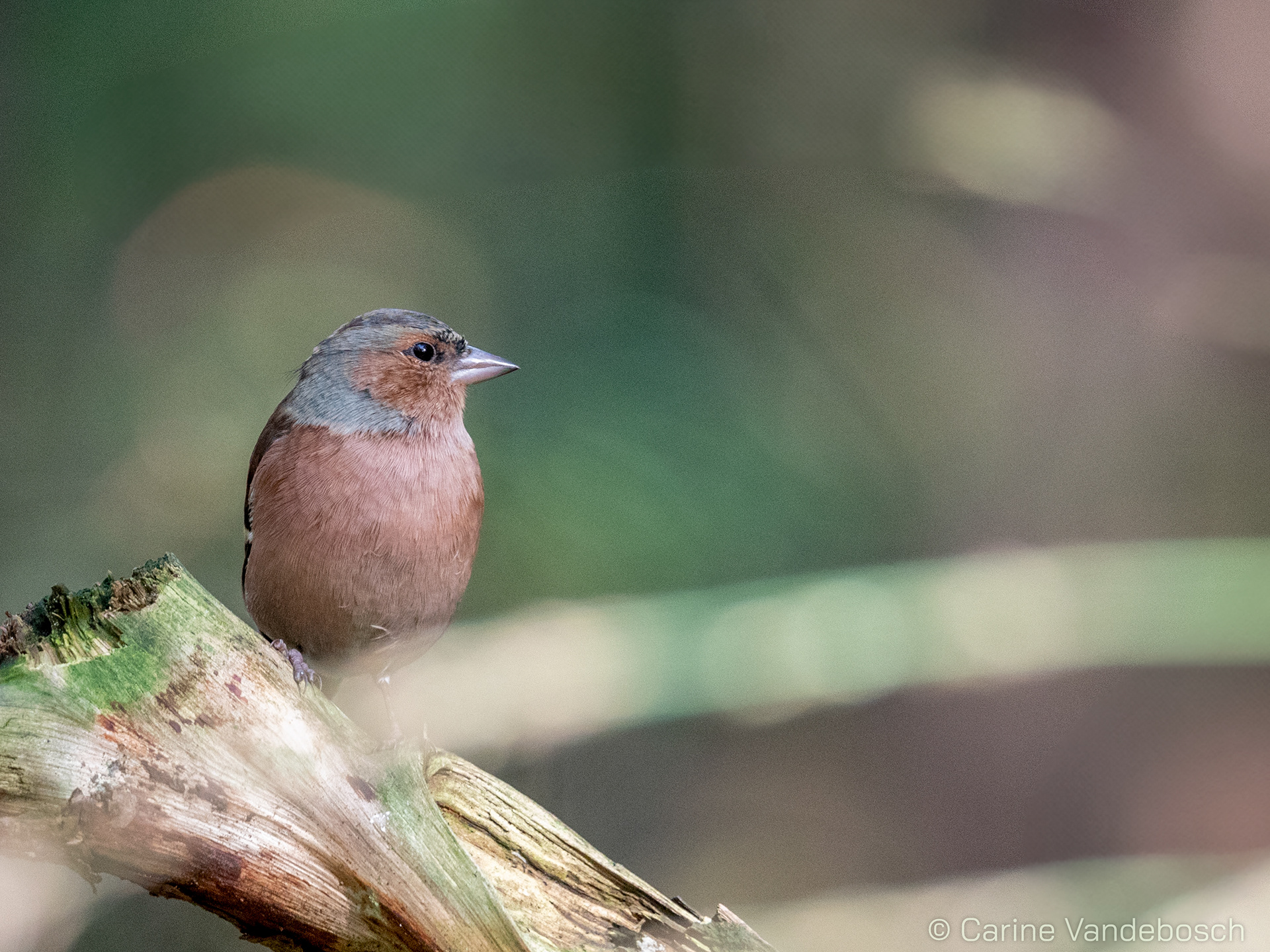 vink