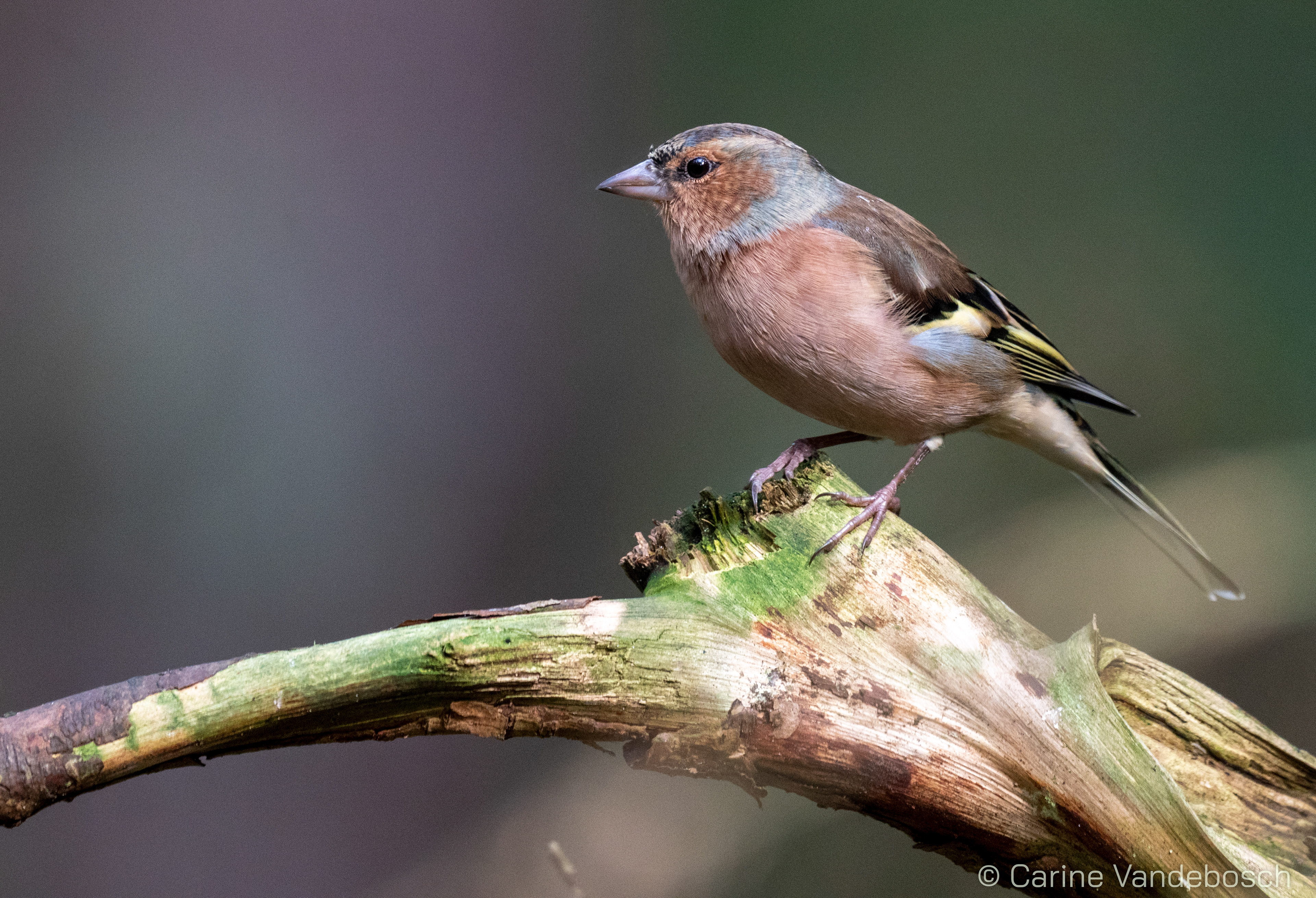 vink