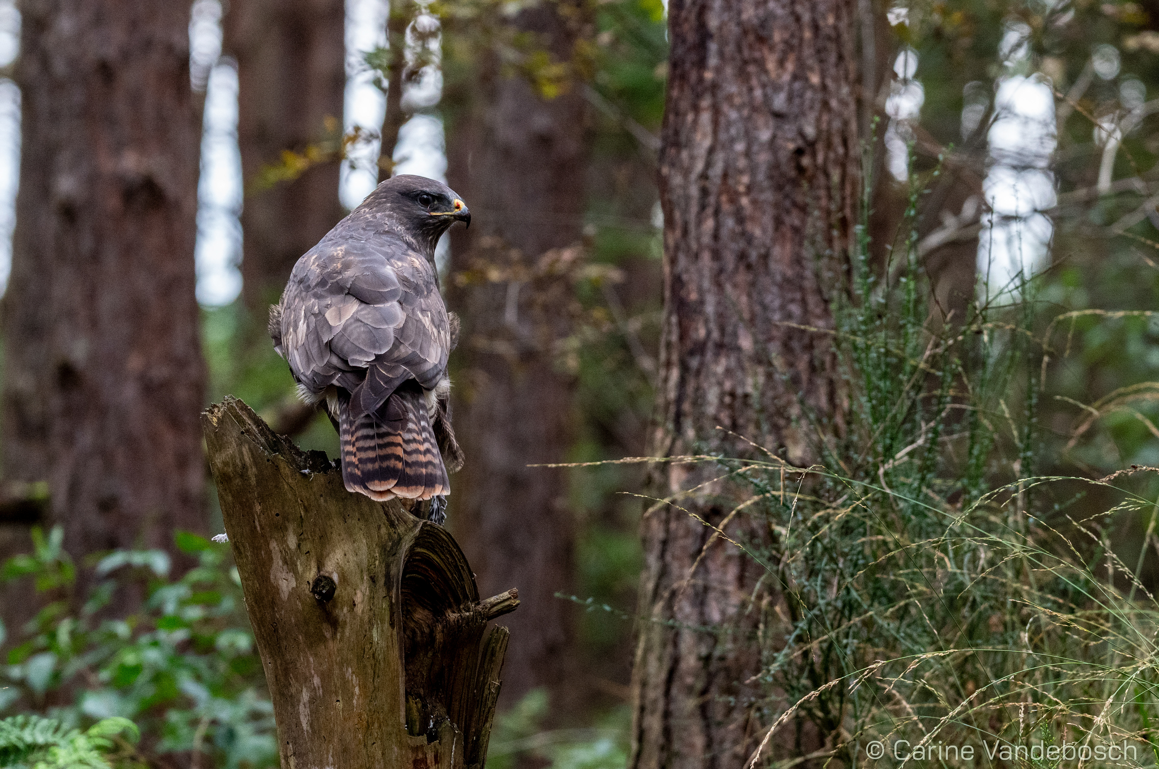Buizerd