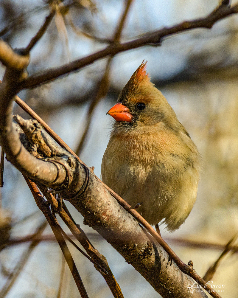 Cardinal rouge - femelle