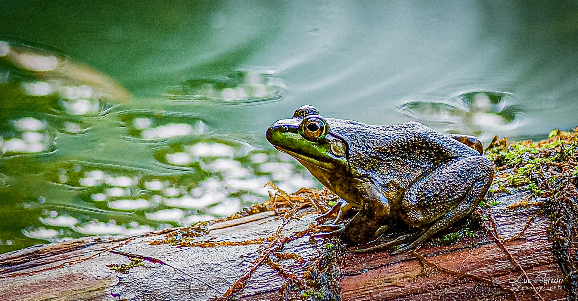 Grenouille verte
