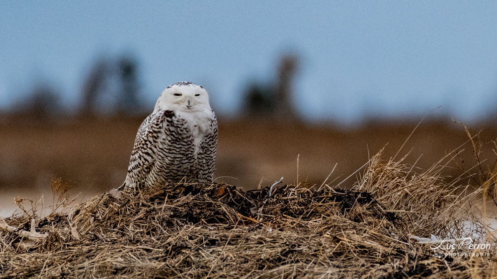 Harfang des neiges