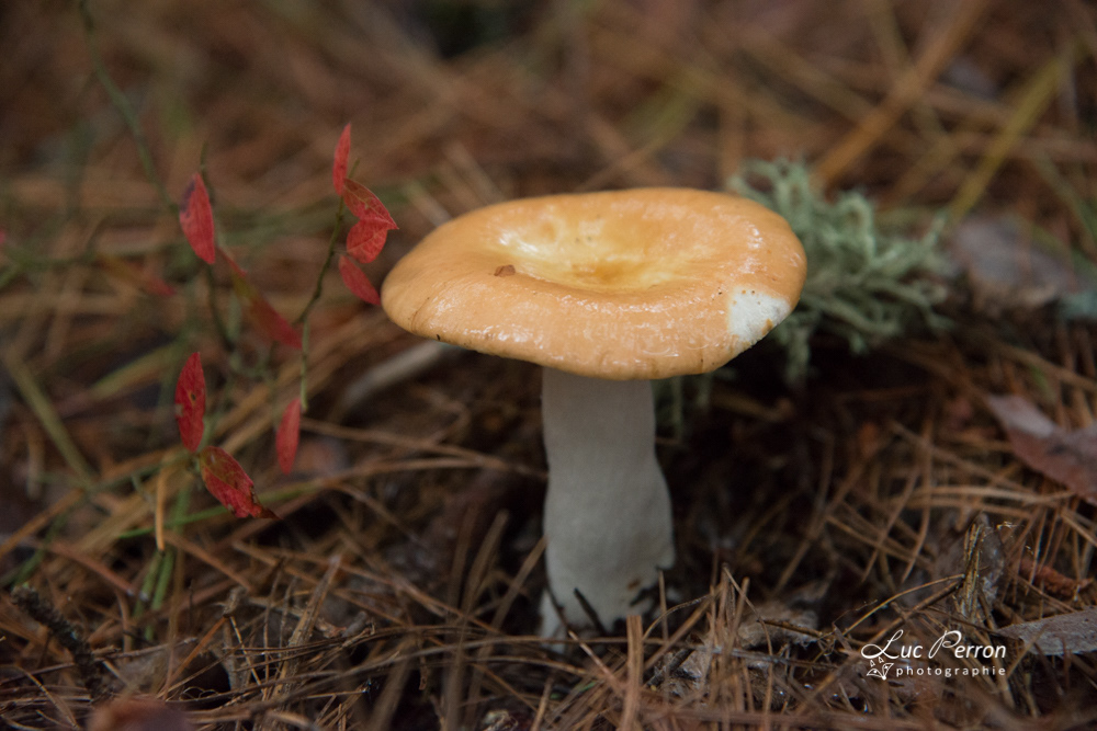 Russula ameribarlae