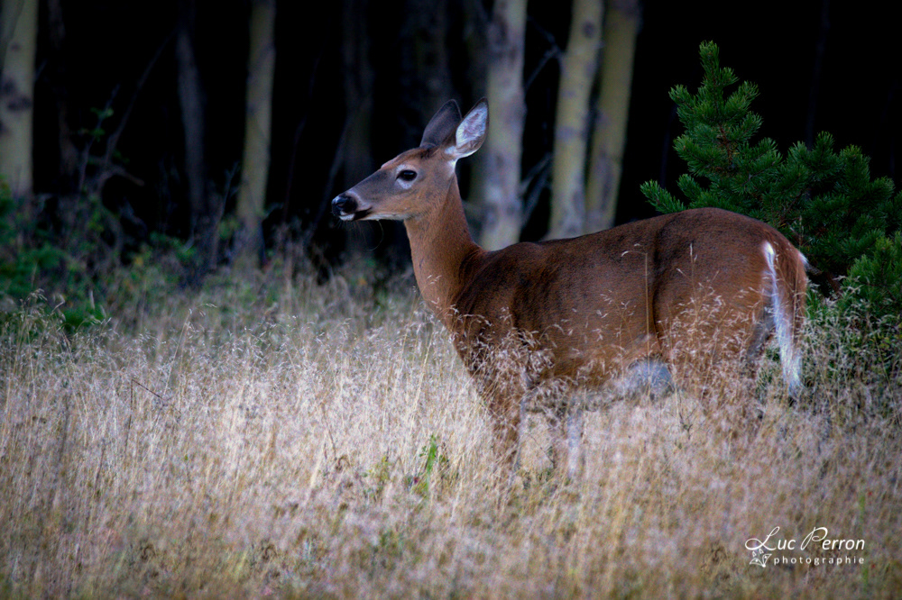 Cerf de Virginie