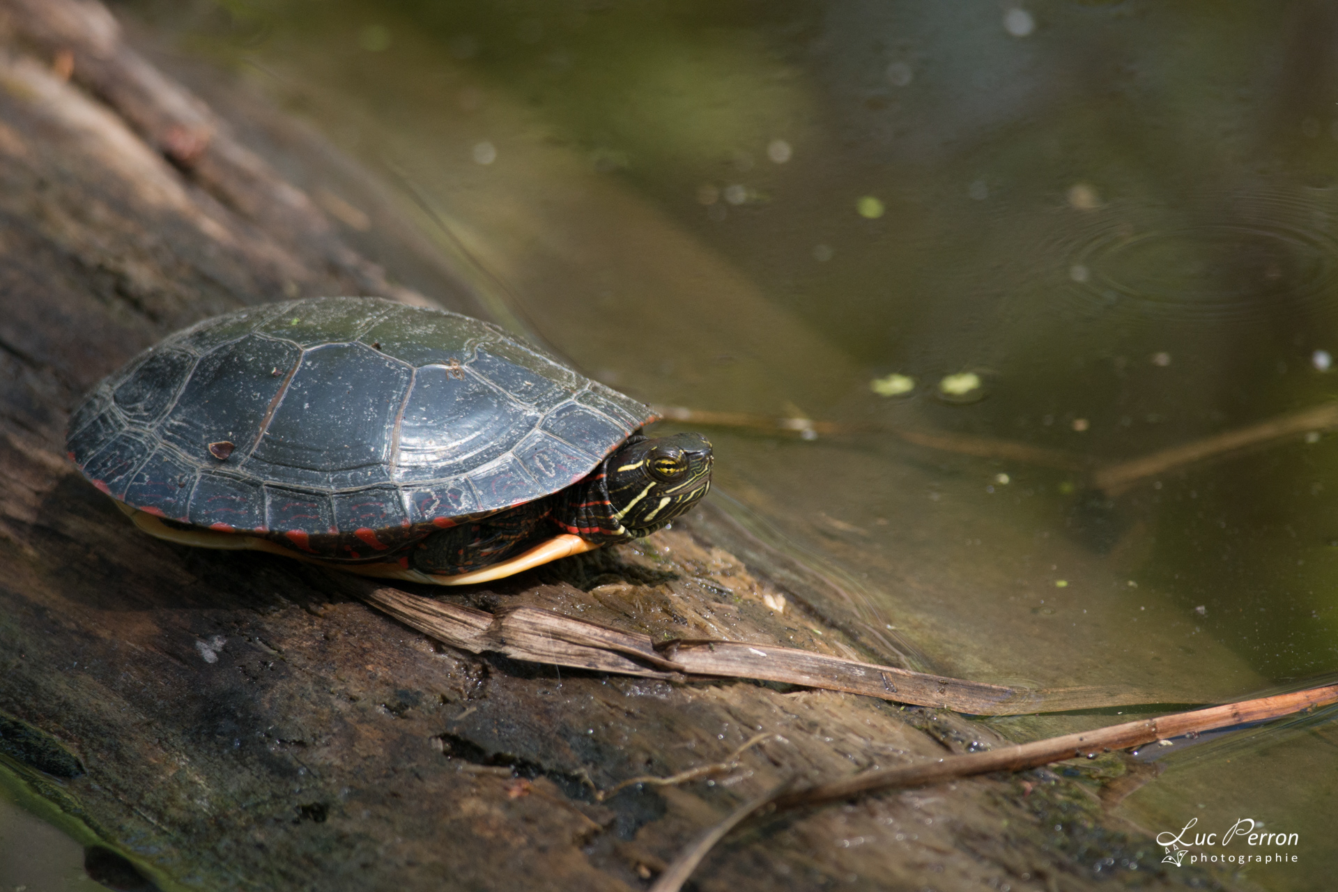 Tortue peinte