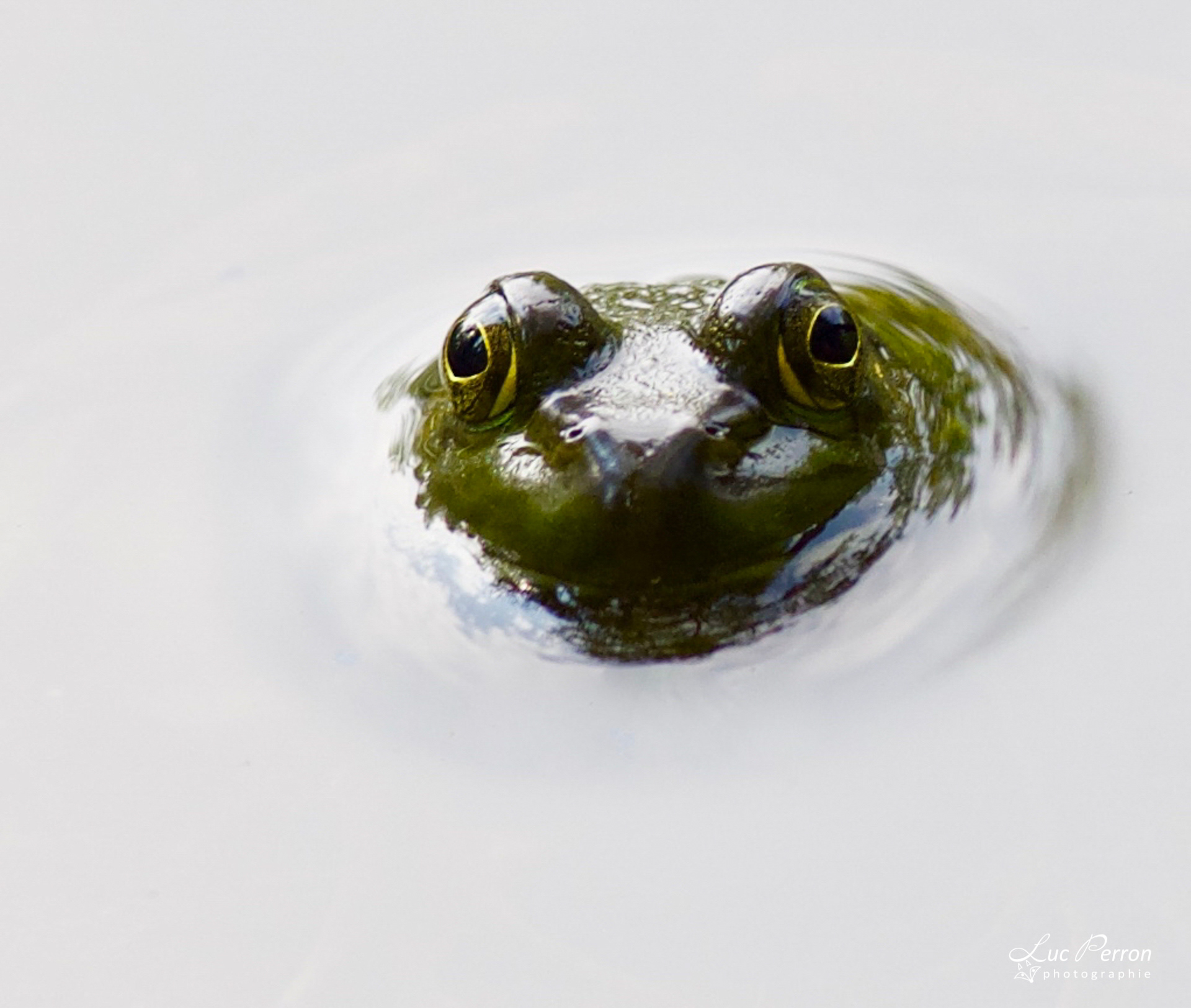Grenouille verte