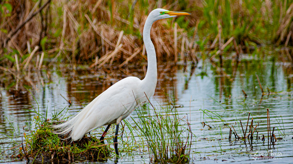 Grande Aigrette