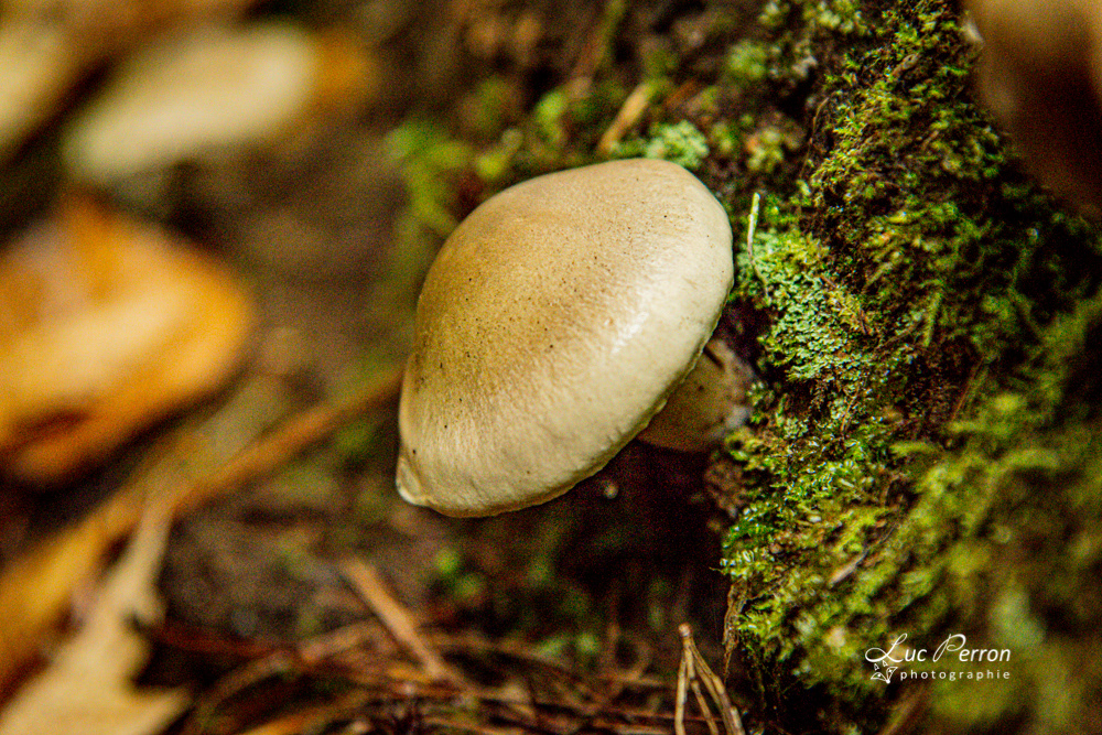 Inocybe geophylla