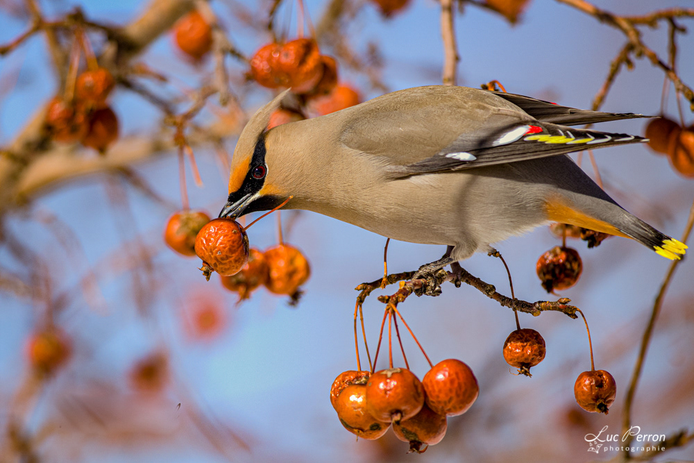 Jaseur boréal dans les pommetiers (Malus Shaker Gold)